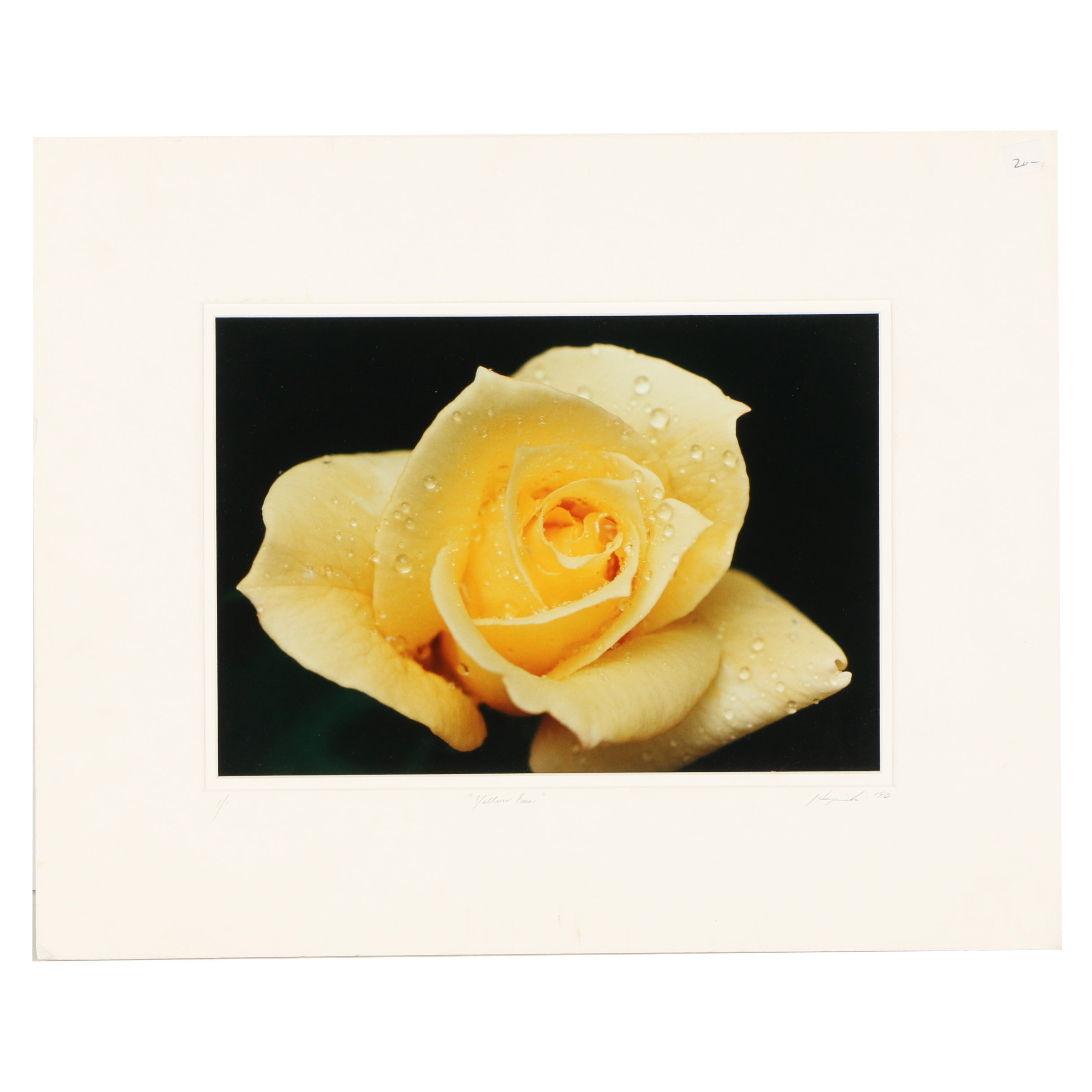 20th Century Color Photograph "Yellow Rose"