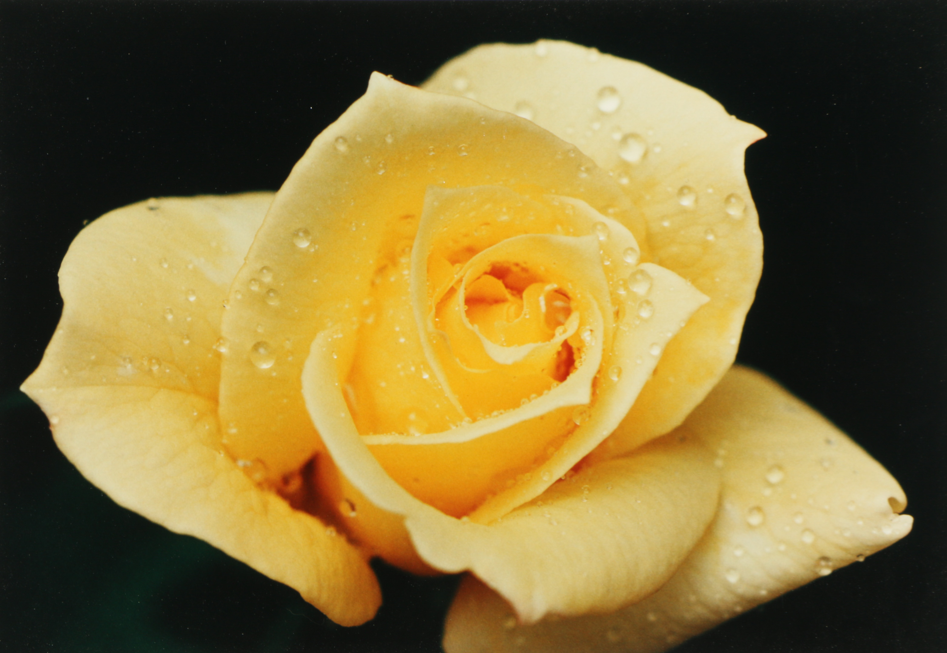 20th Century Color Photograph "Yellow Rose"