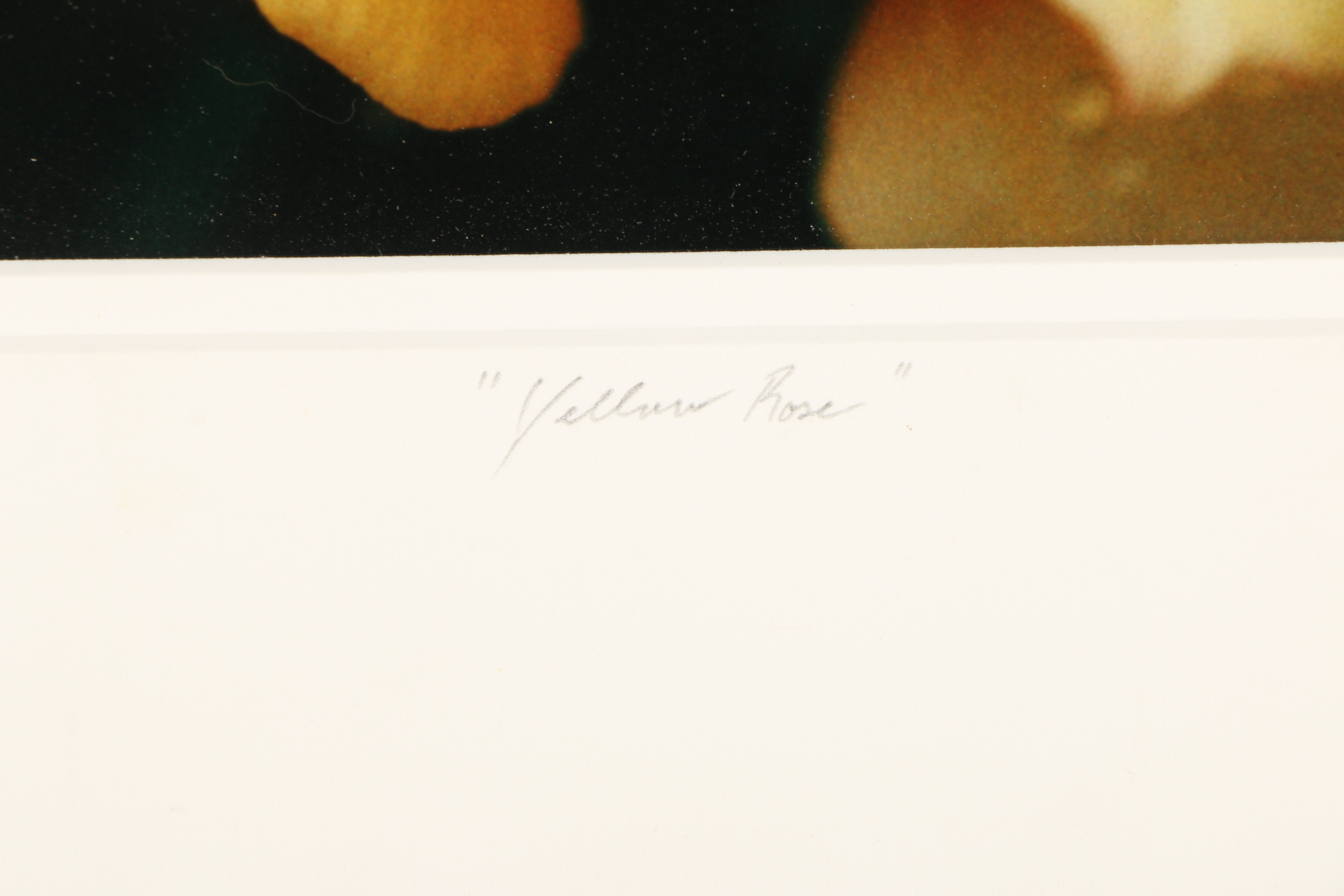 20th Century Color Photograph "Yellow Rose"