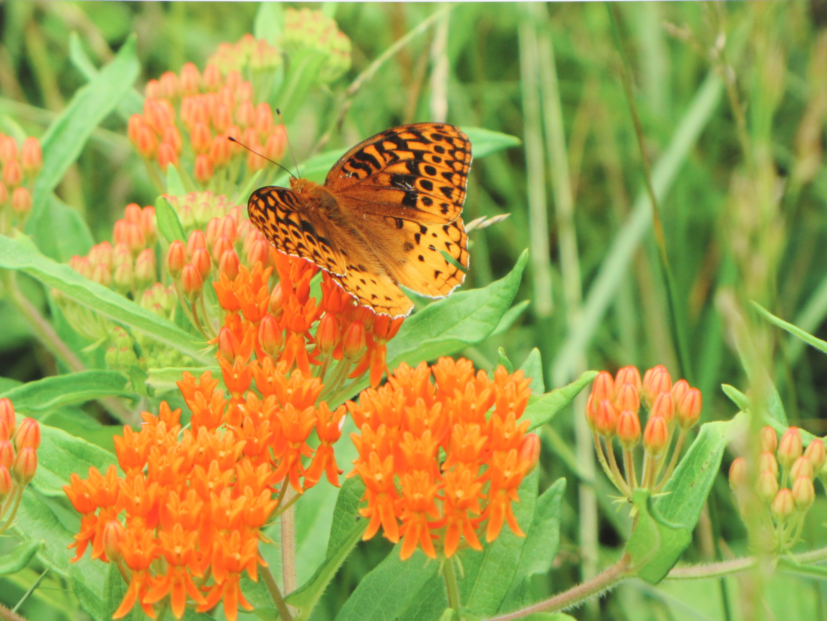Eldon Benz Giclee "Butterfly on Butterfly Weed"