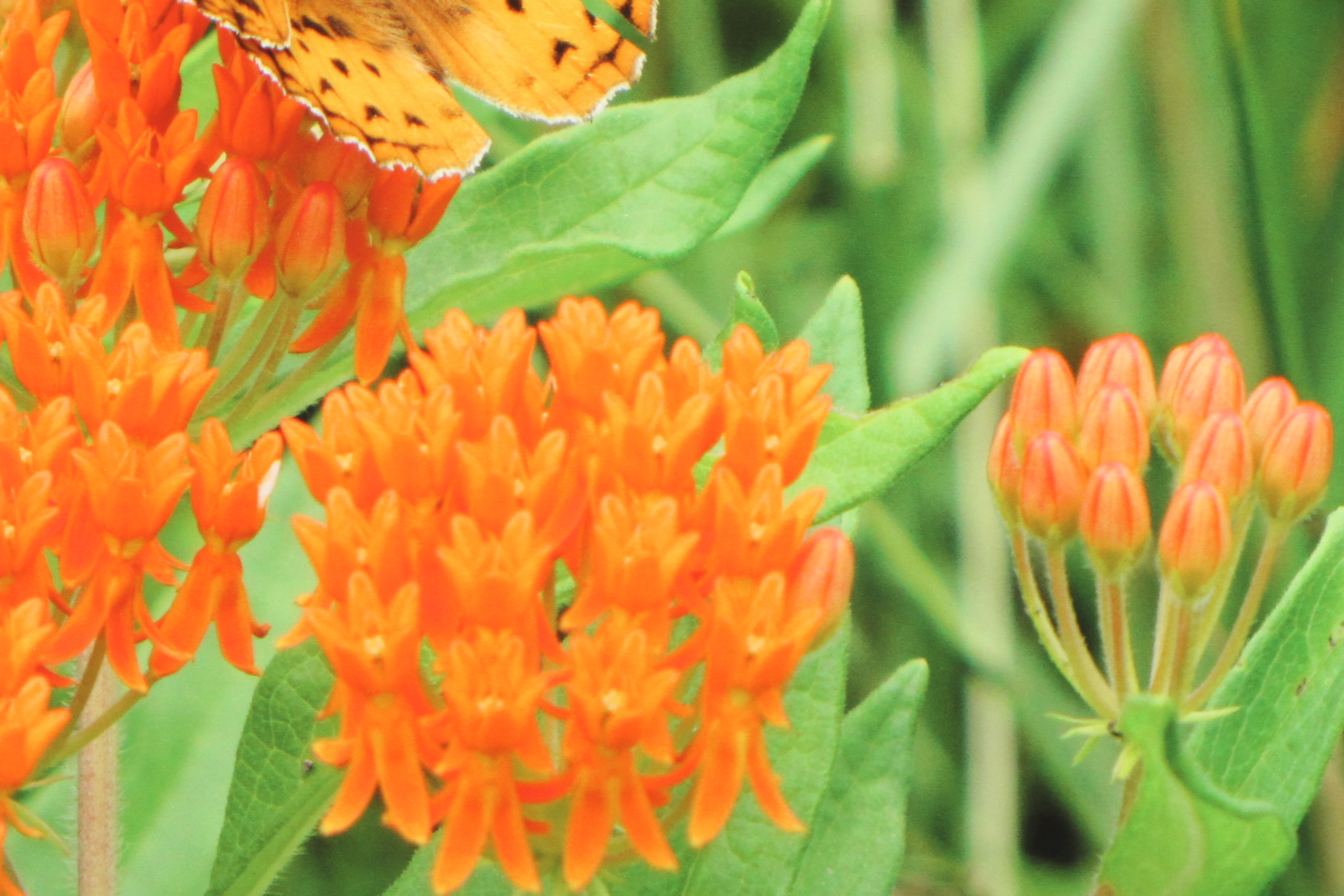 Eldon Benz Giclee "Butterfly on Butterfly Weed"