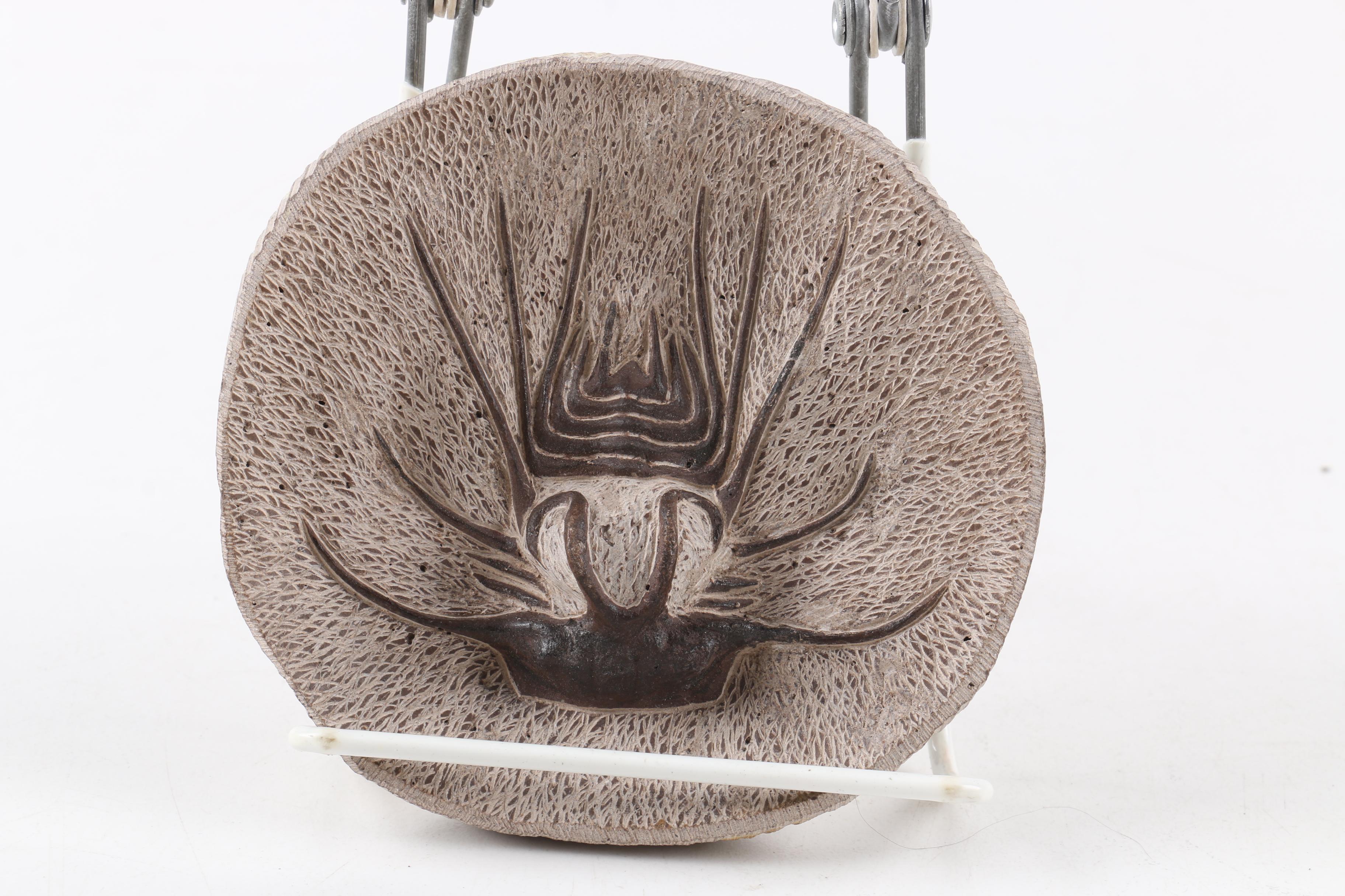 Composite "Dicranurus Monstrosus" Trilobite Specimen