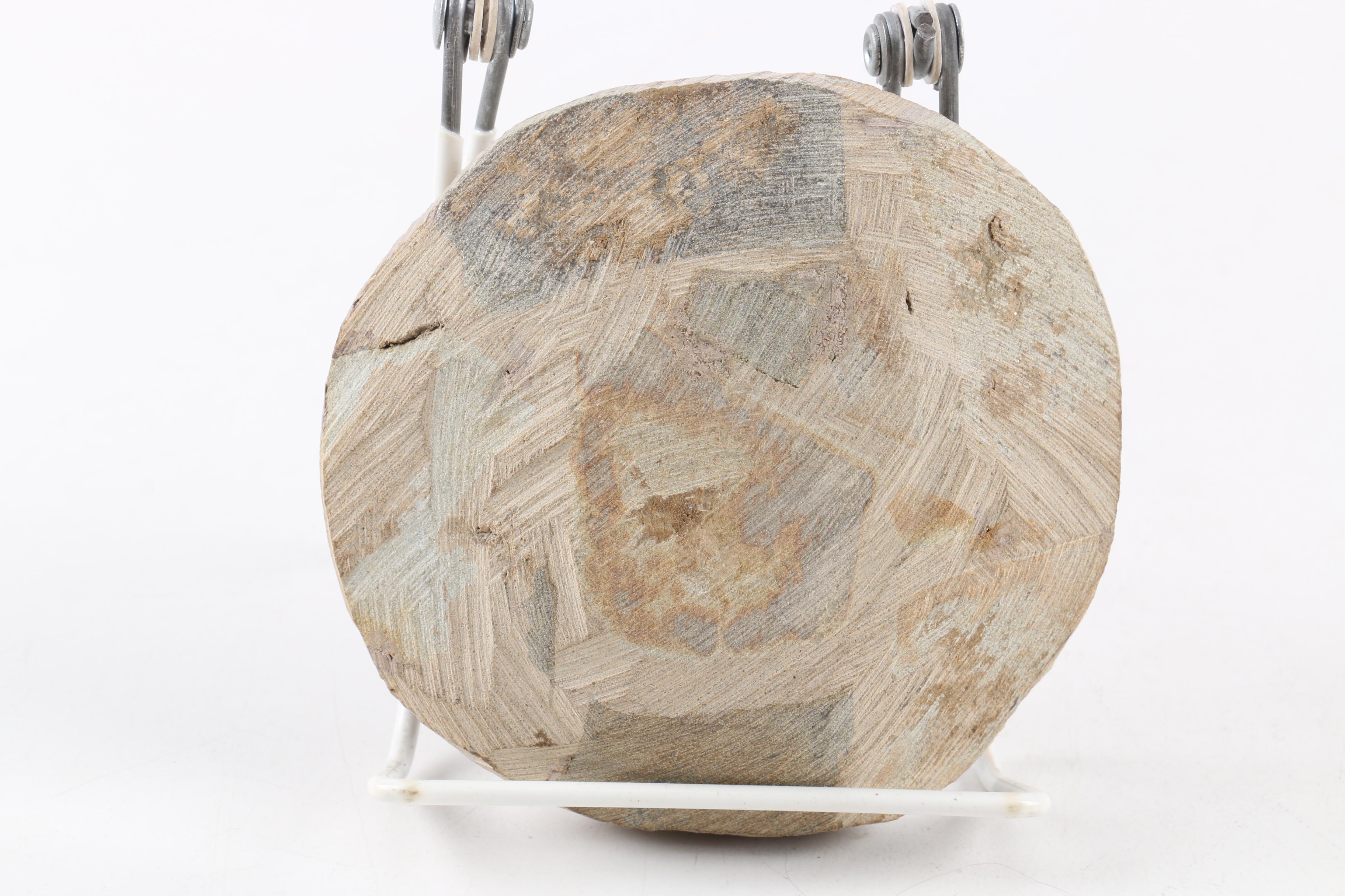 Composite "Dicranurus Monstrosus" Trilobite Specimen