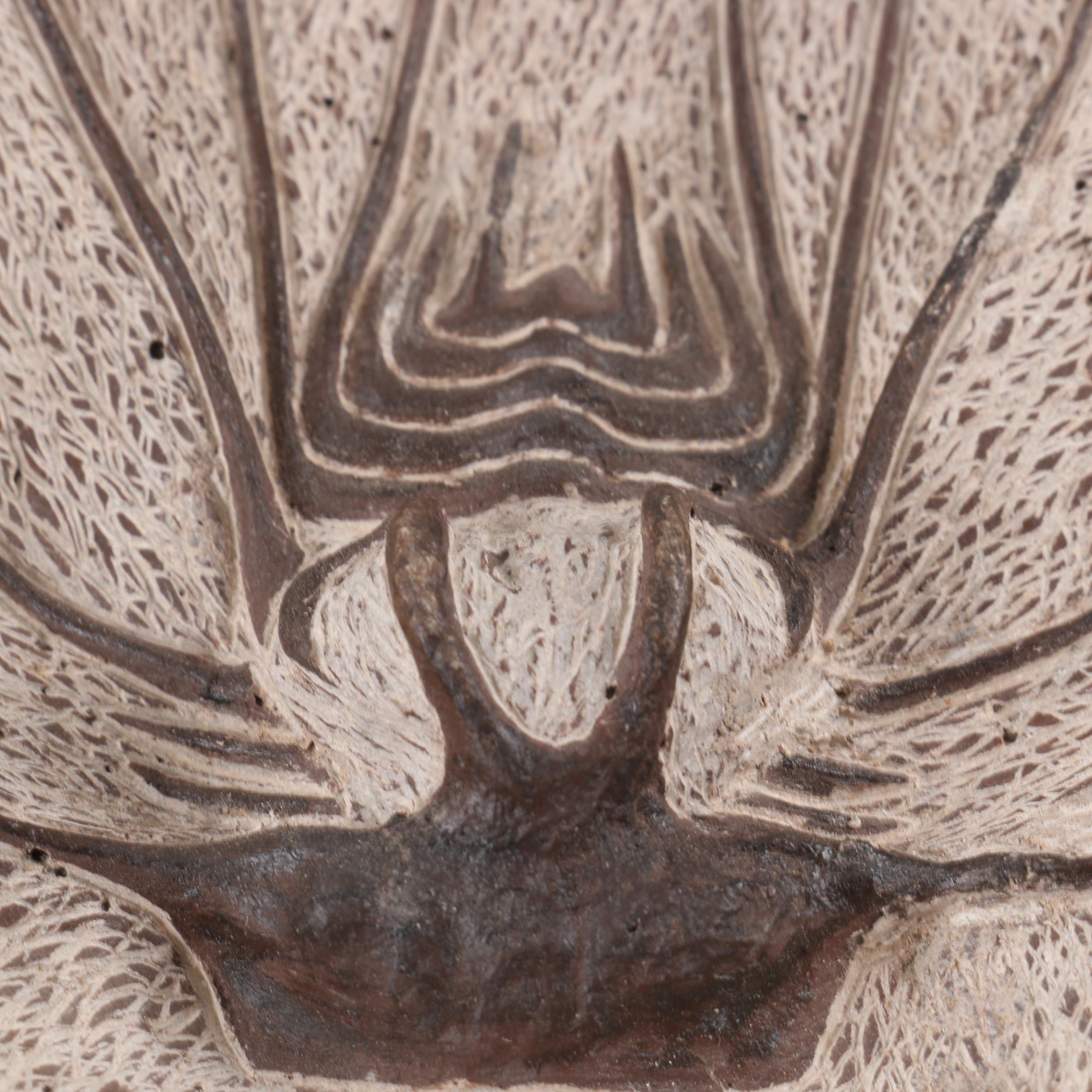Composite "Dicranurus Monstrosus" Trilobite Specimen