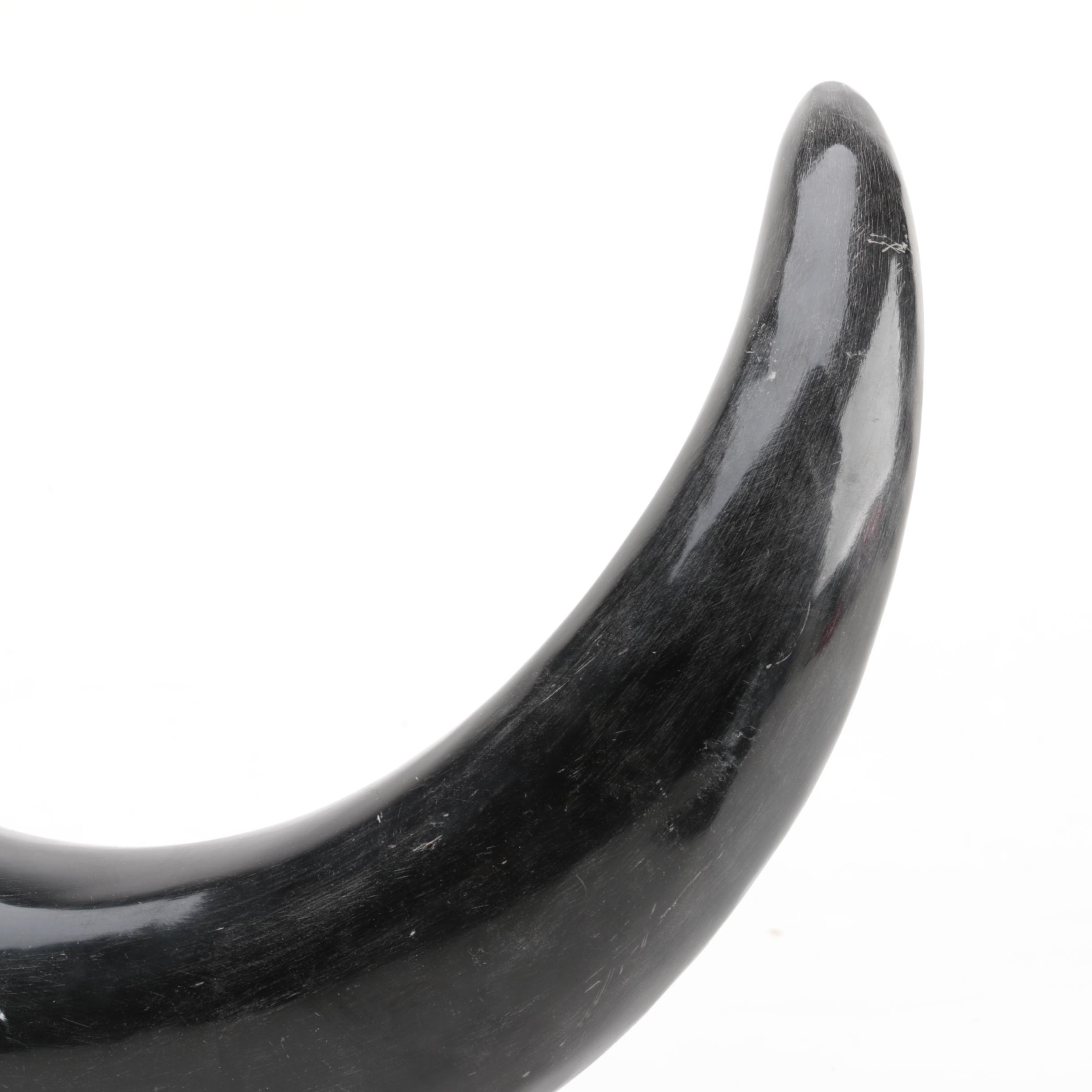 Bovine Horn on Stand