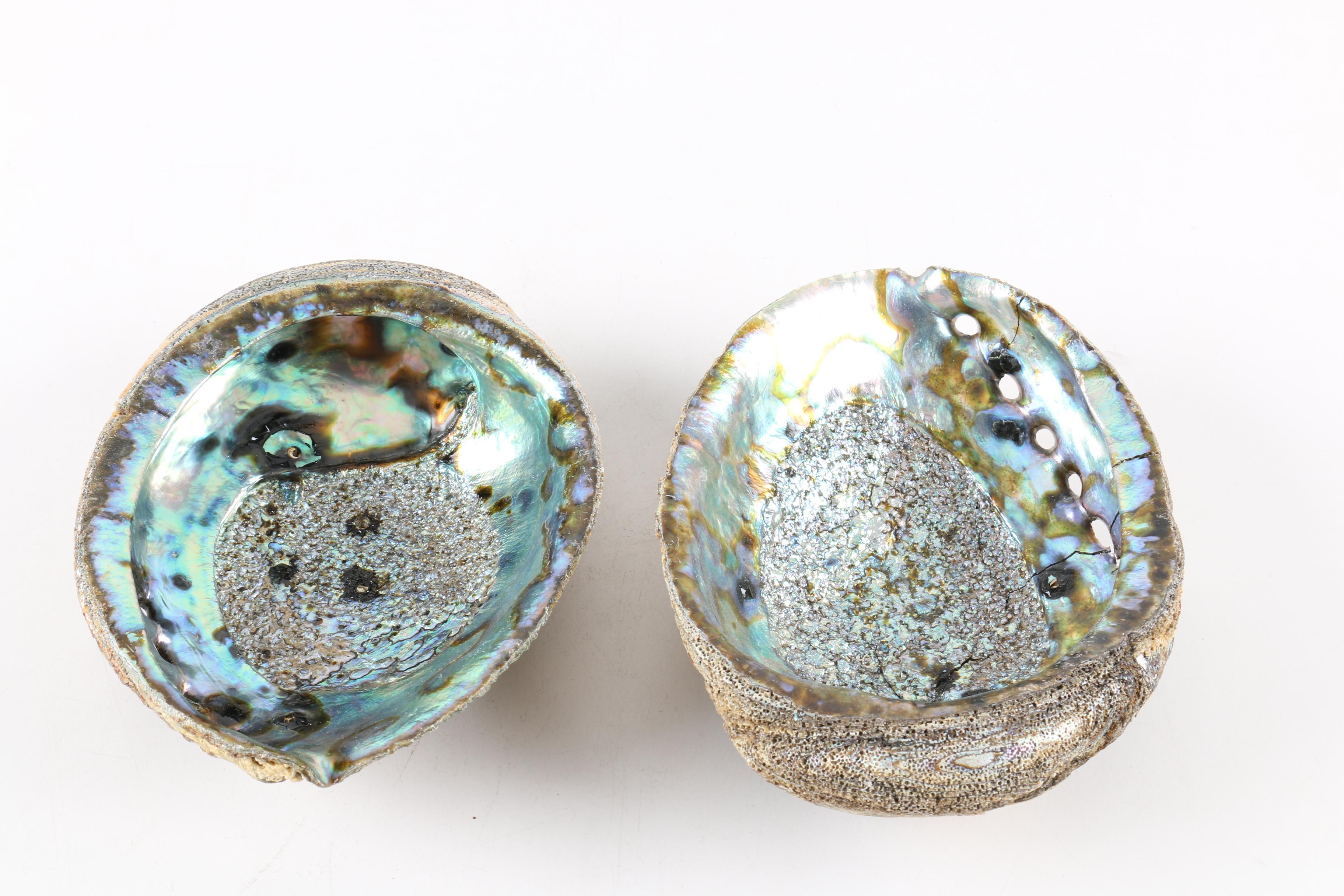 Recent Abalone Shell Fossils