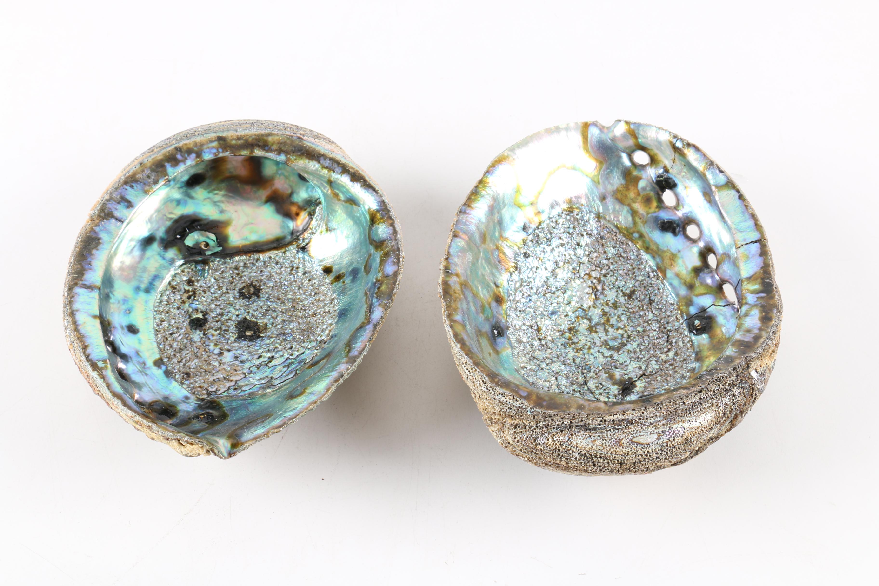 Recent Abalone Shell Fossils