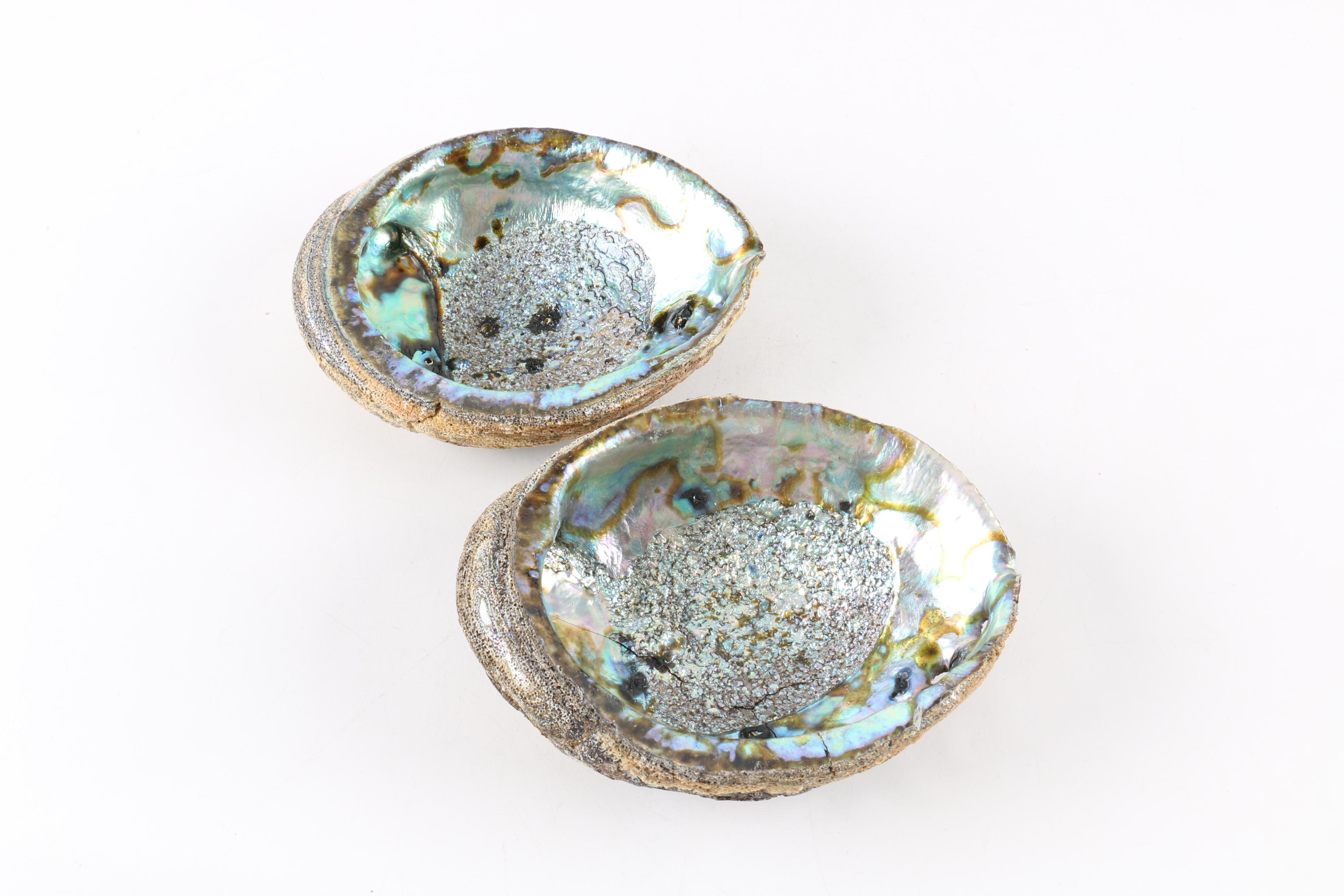 Recent Abalone Shell Fossils