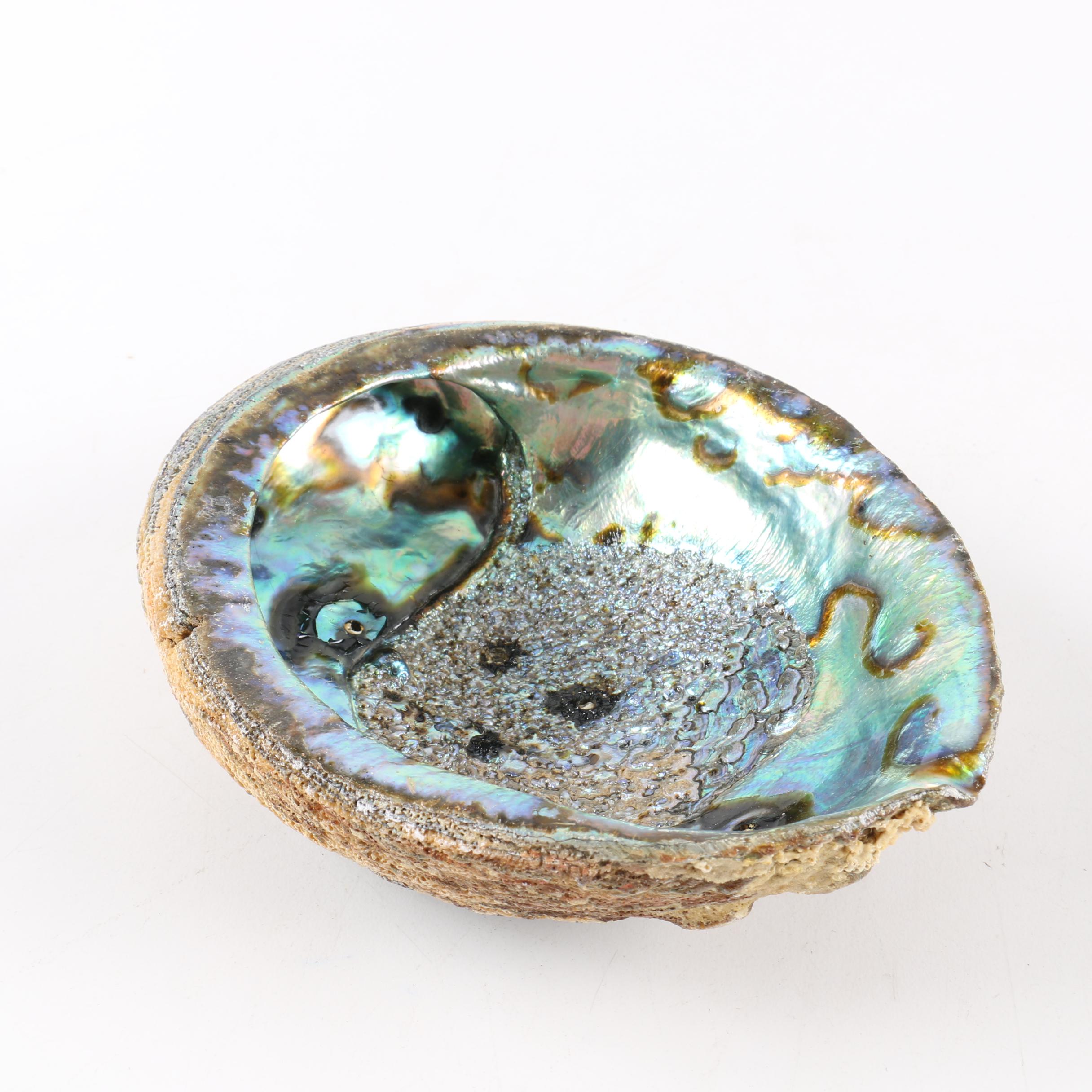 Recent Abalone Shell Fossils