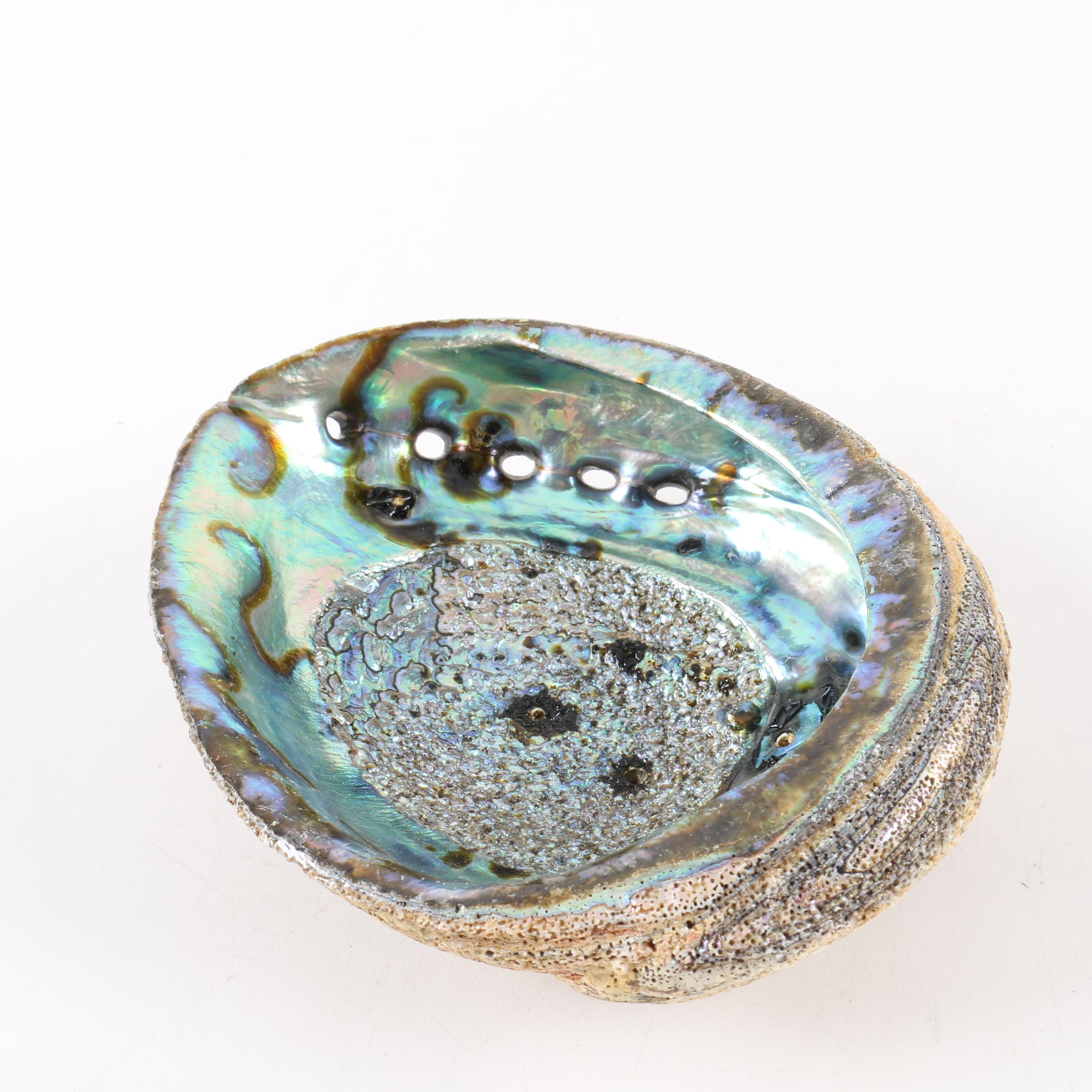 Recent Abalone Shell Fossils