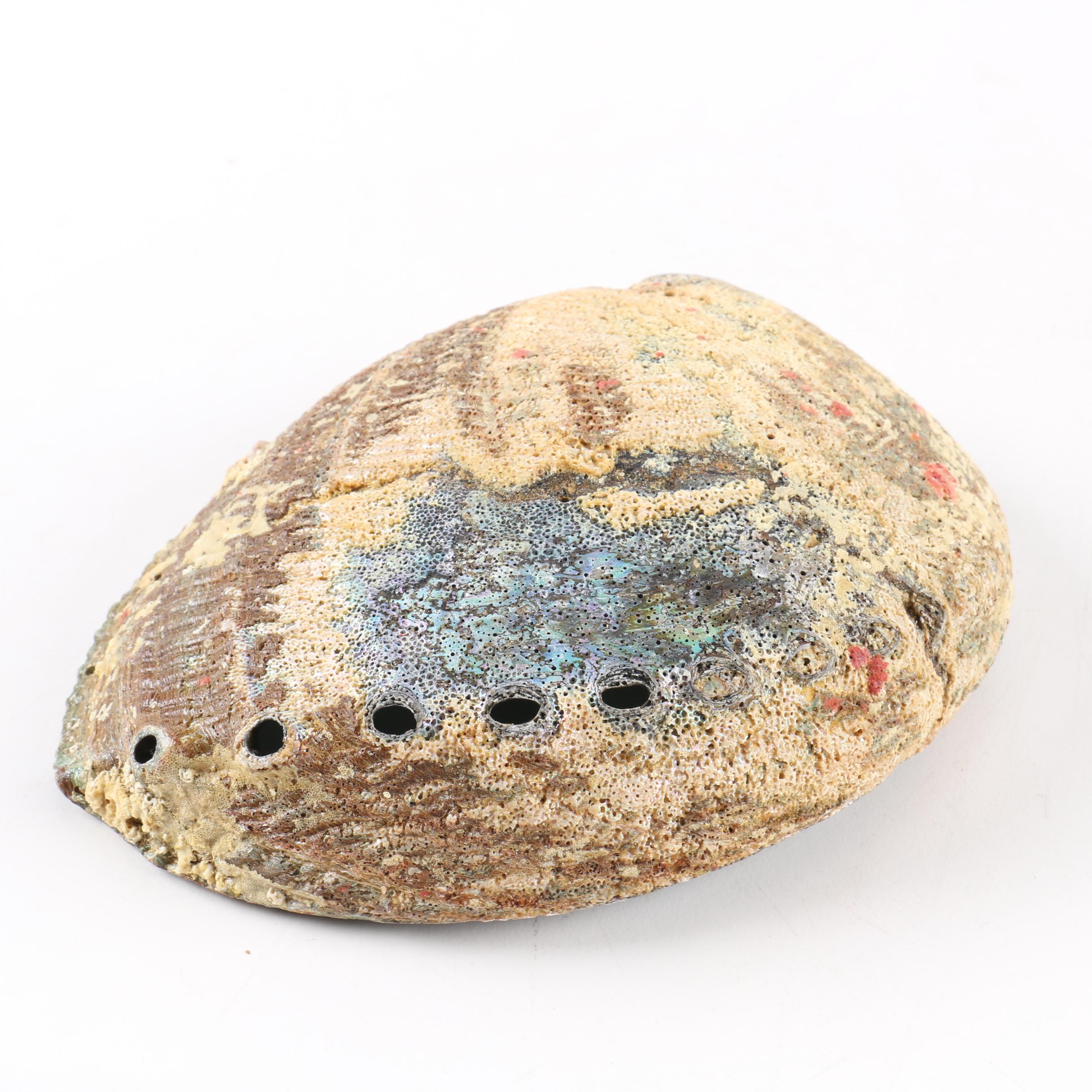 Recent Abalone Shell Fossils