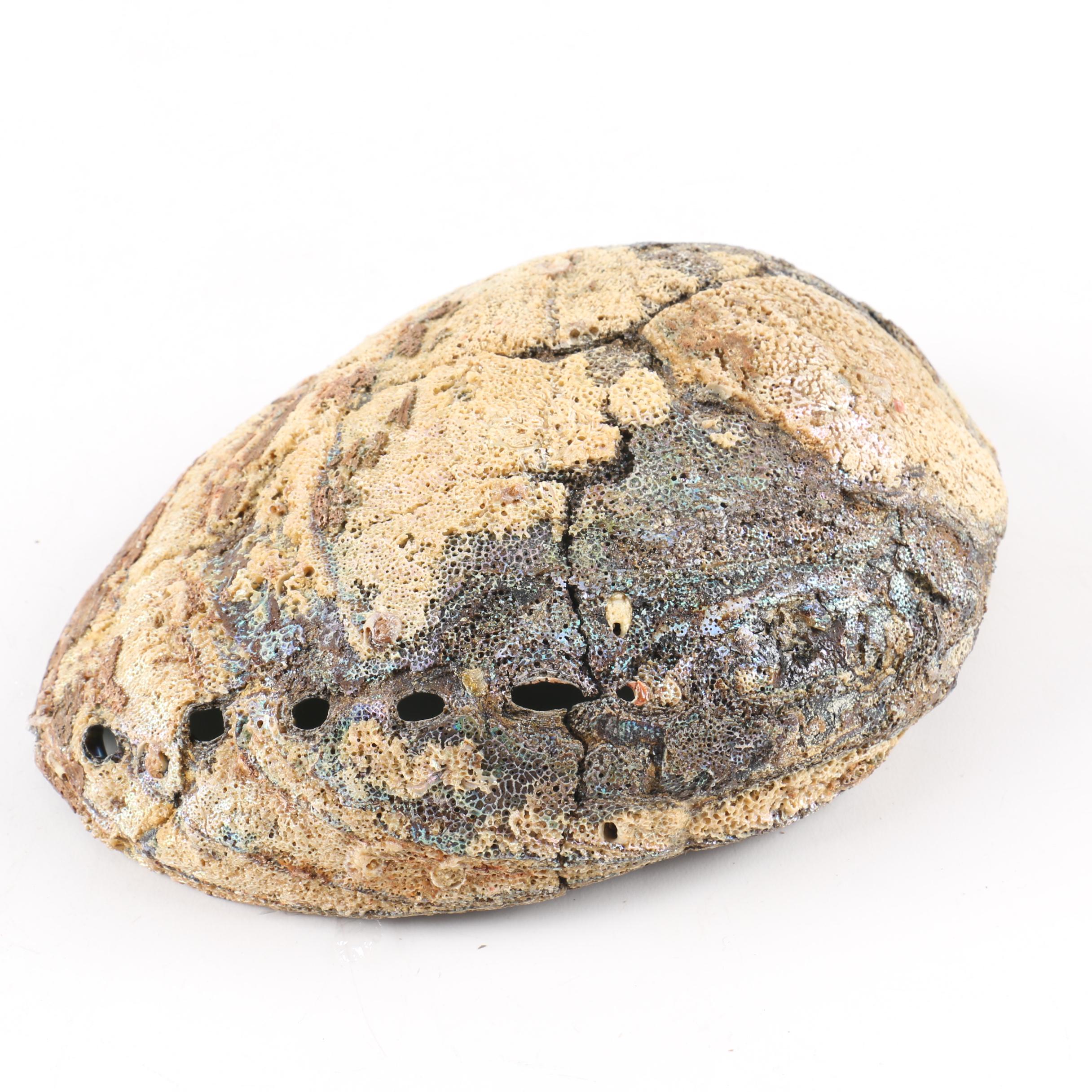 Recent Abalone Shell Fossils