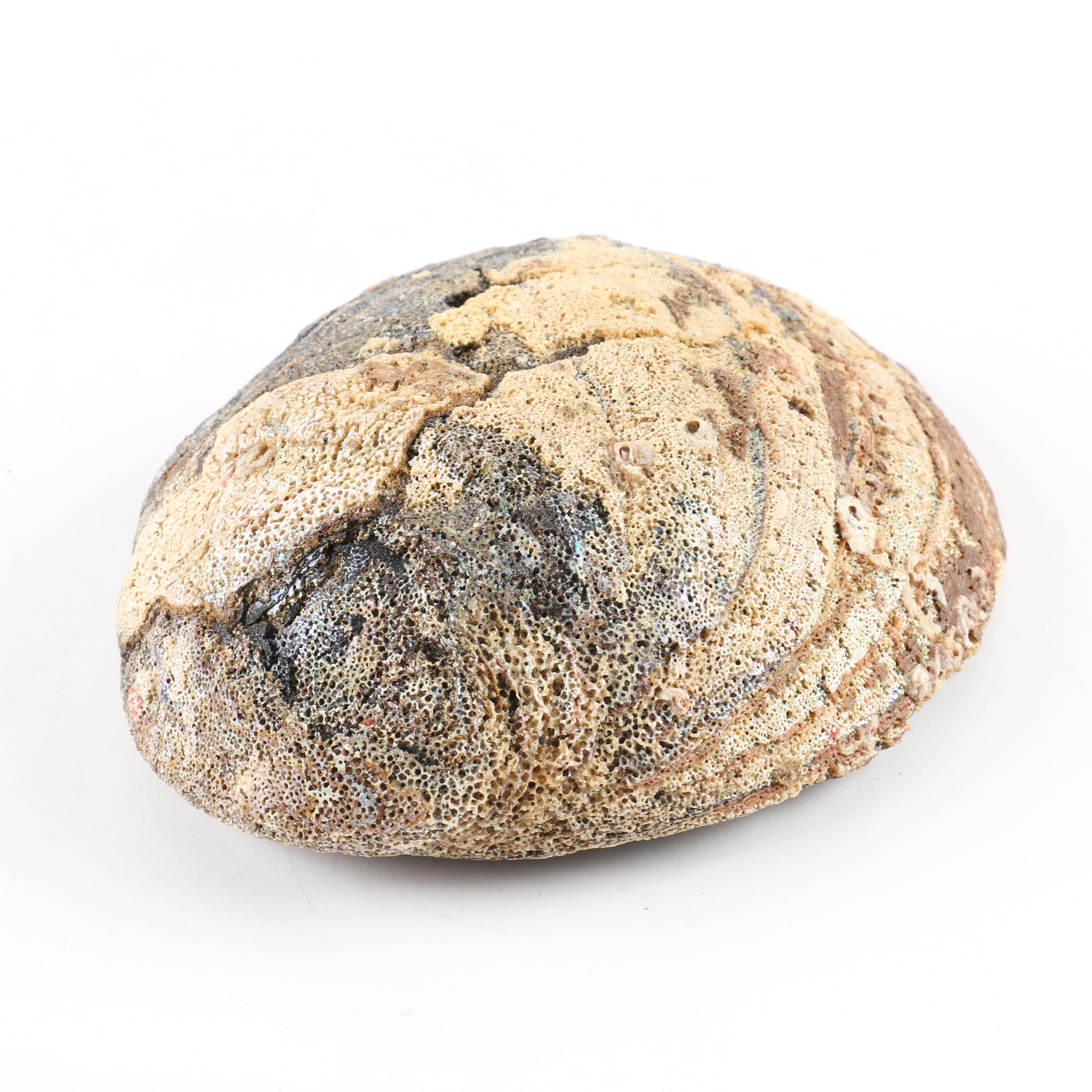 Recent Abalone Shell Fossils