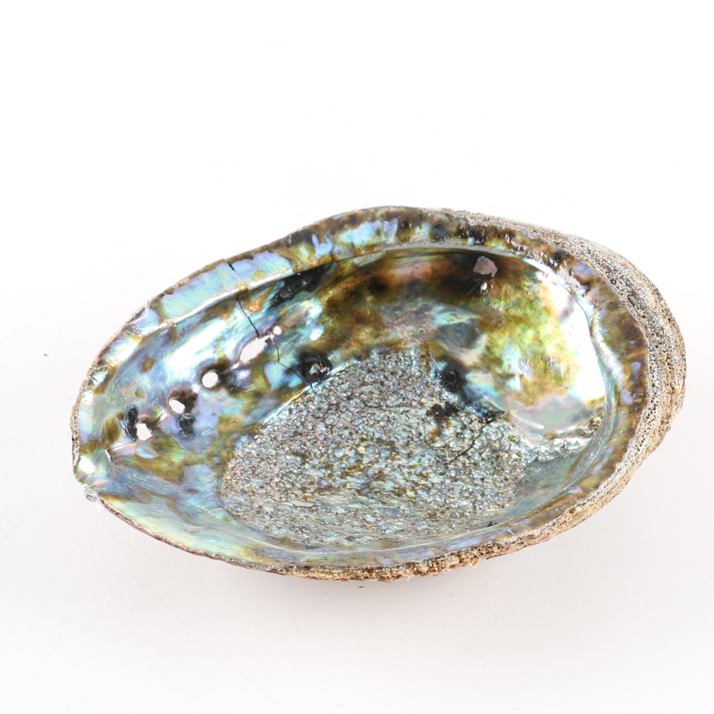 Recent Abalone Shell Fossils