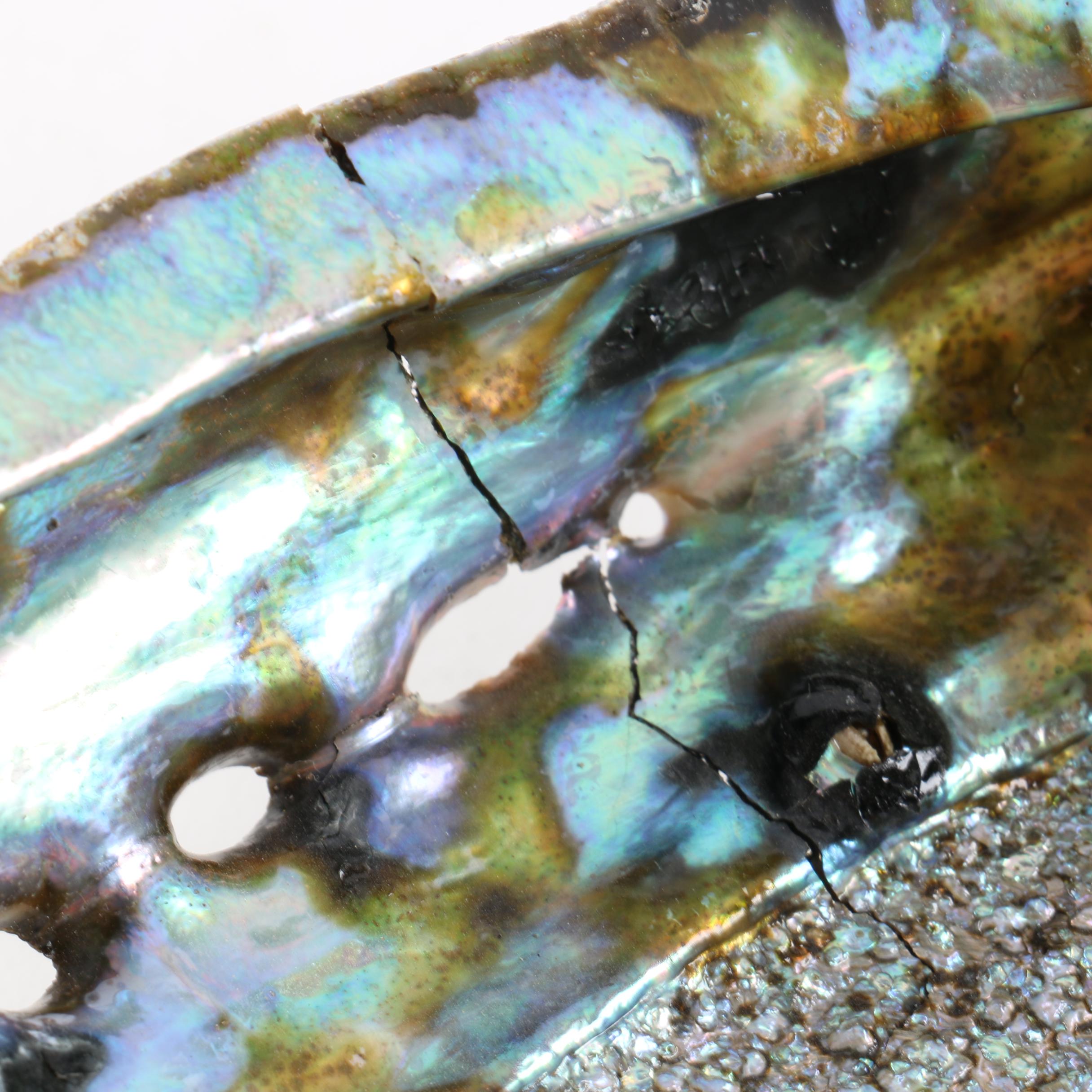 Recent Abalone Shell Fossils