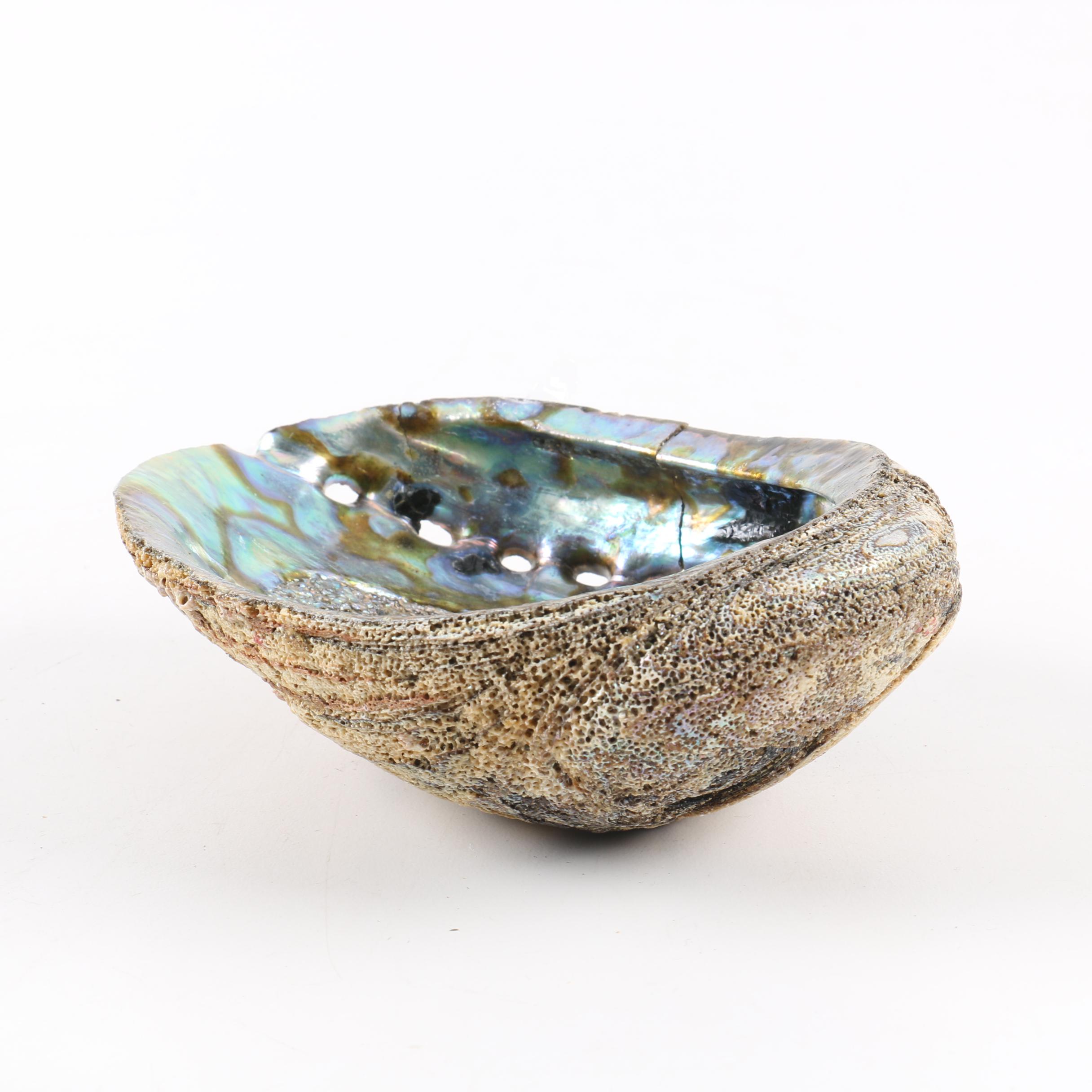 Recent Abalone Shell Fossils