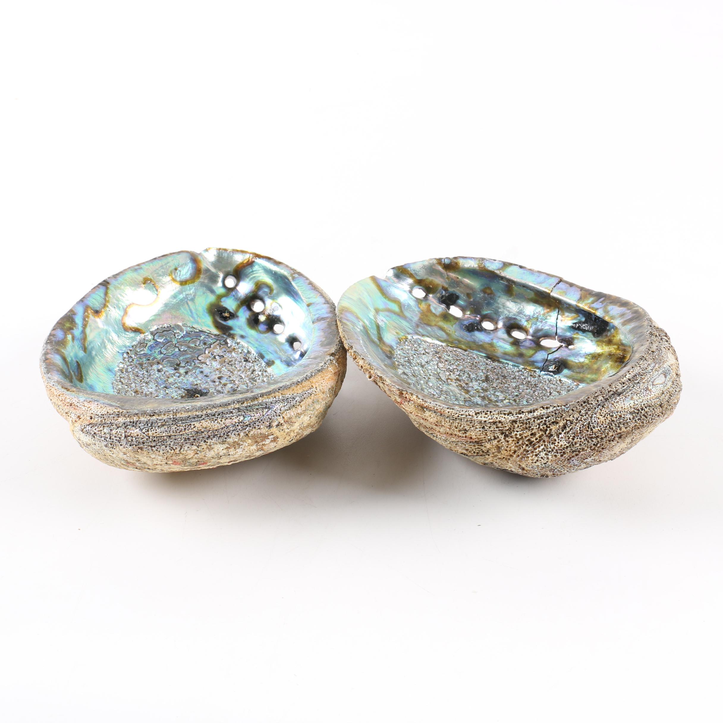 Recent Abalone Shell Fossils