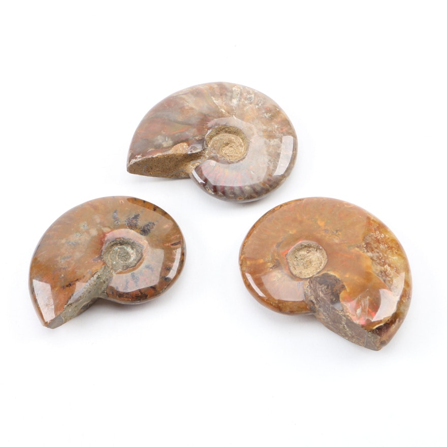 Coiled Ammonoid Fossil Specimens