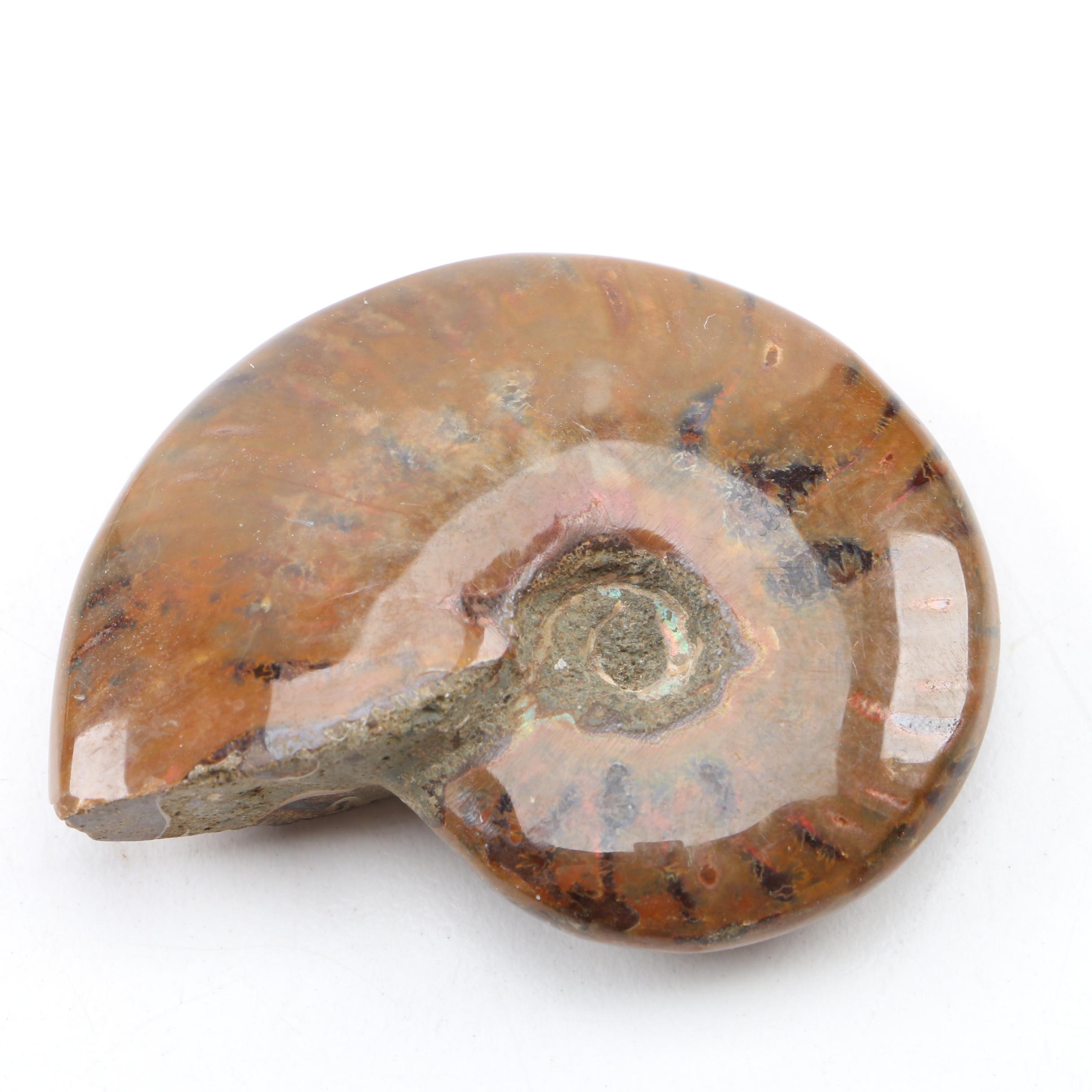 Coiled Ammonoid Fossil Specimens