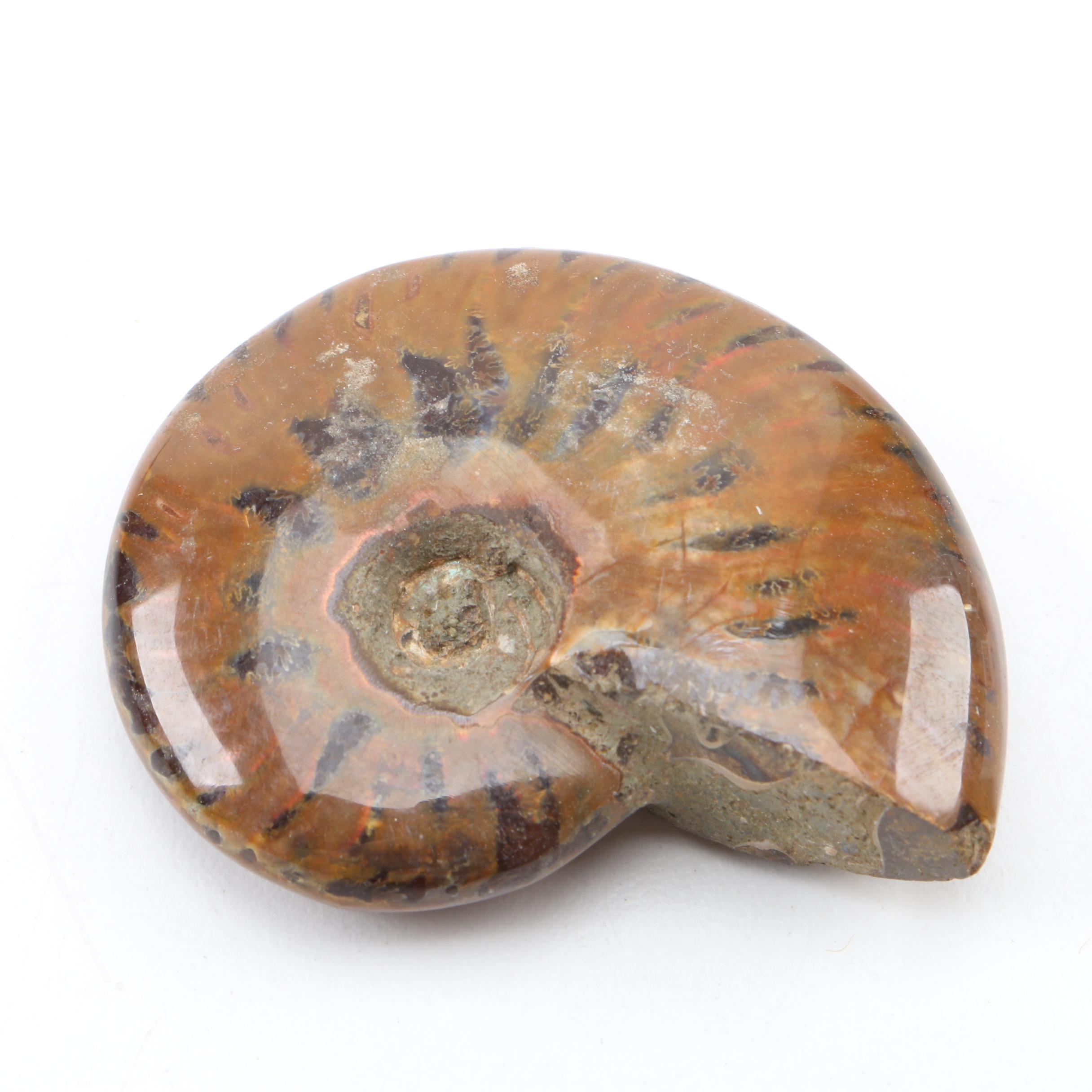 Coiled Ammonoid Fossil Specimens