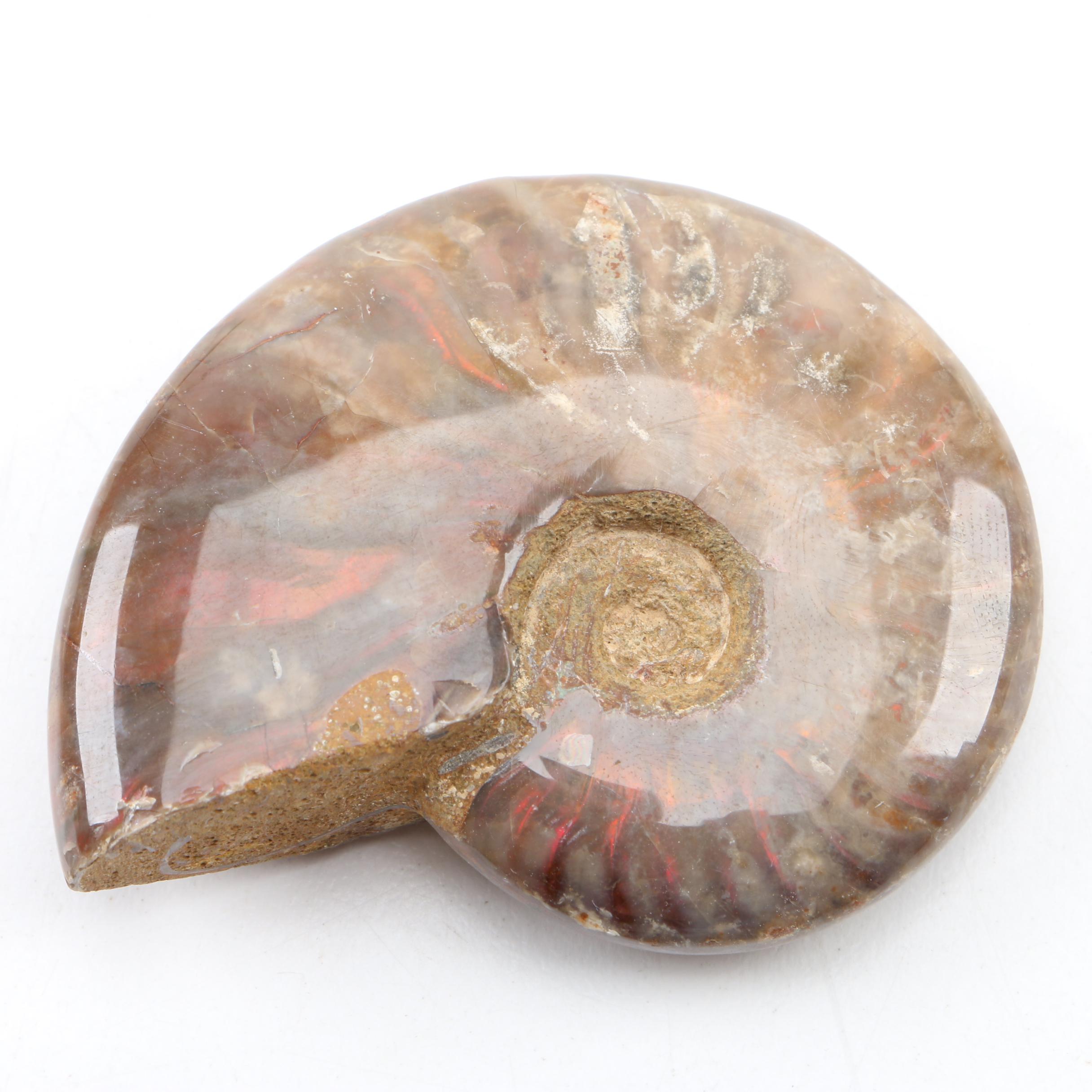 Coiled Ammonoid Fossil Specimens