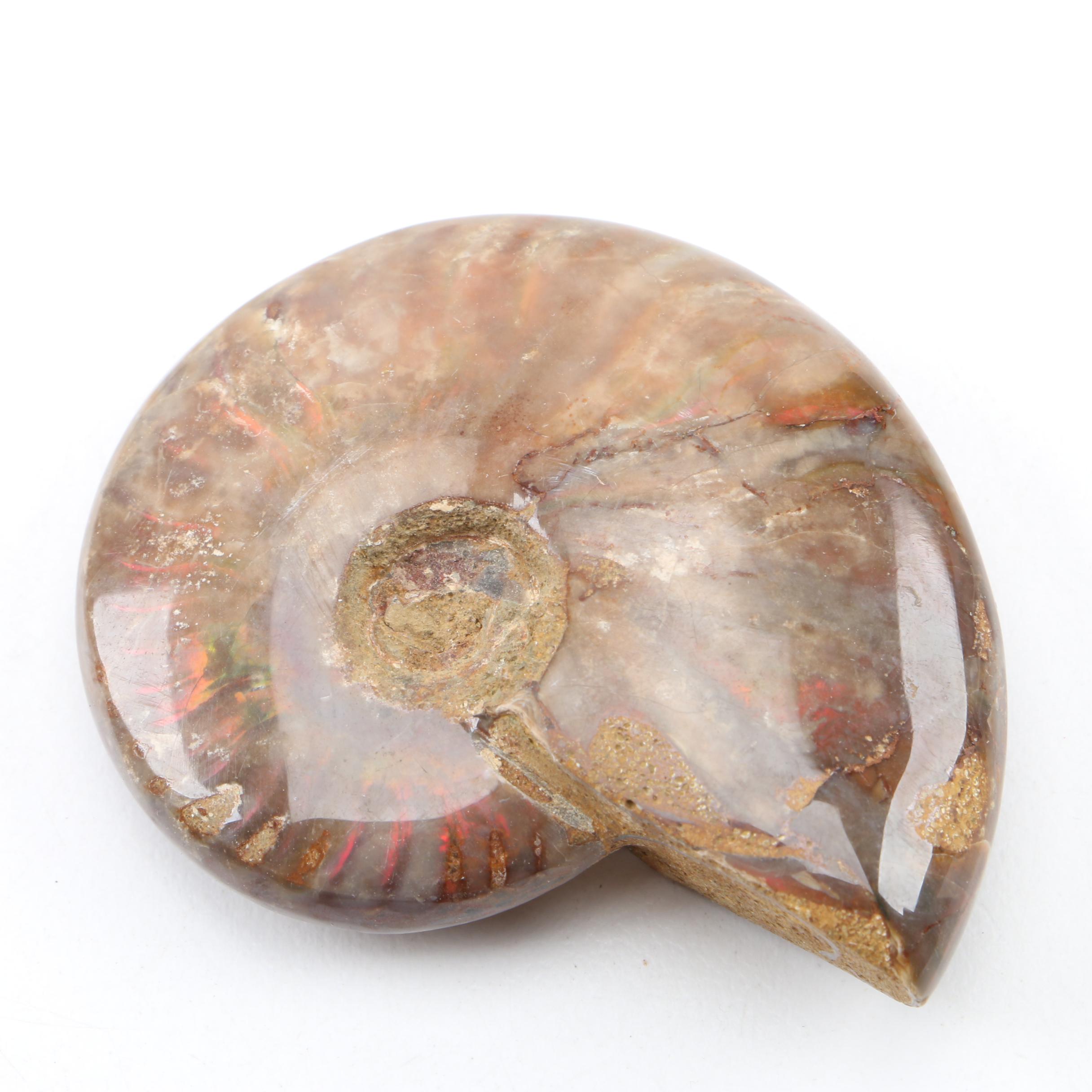 Coiled Ammonoid Fossil Specimens