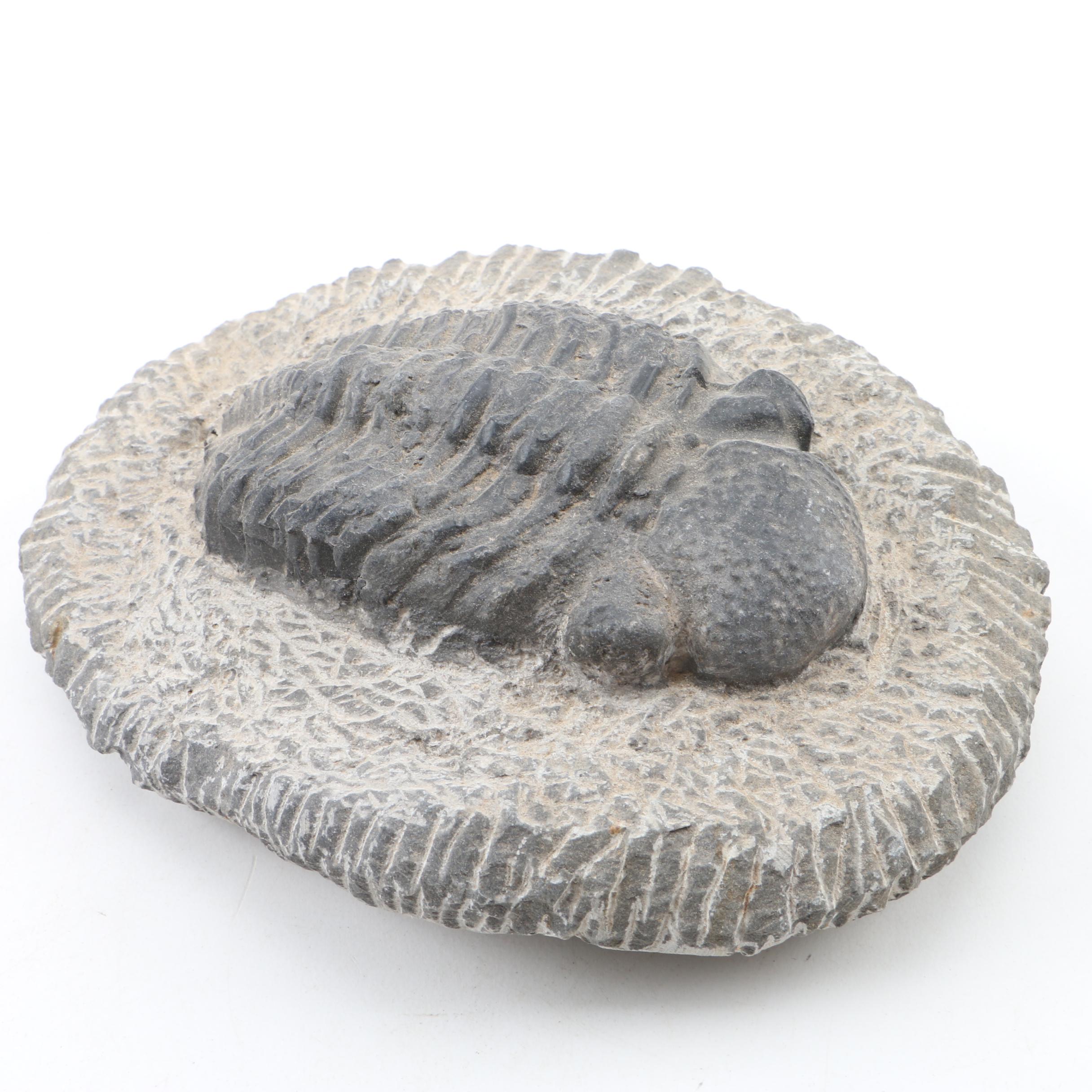 Composite Trilobite Specimen