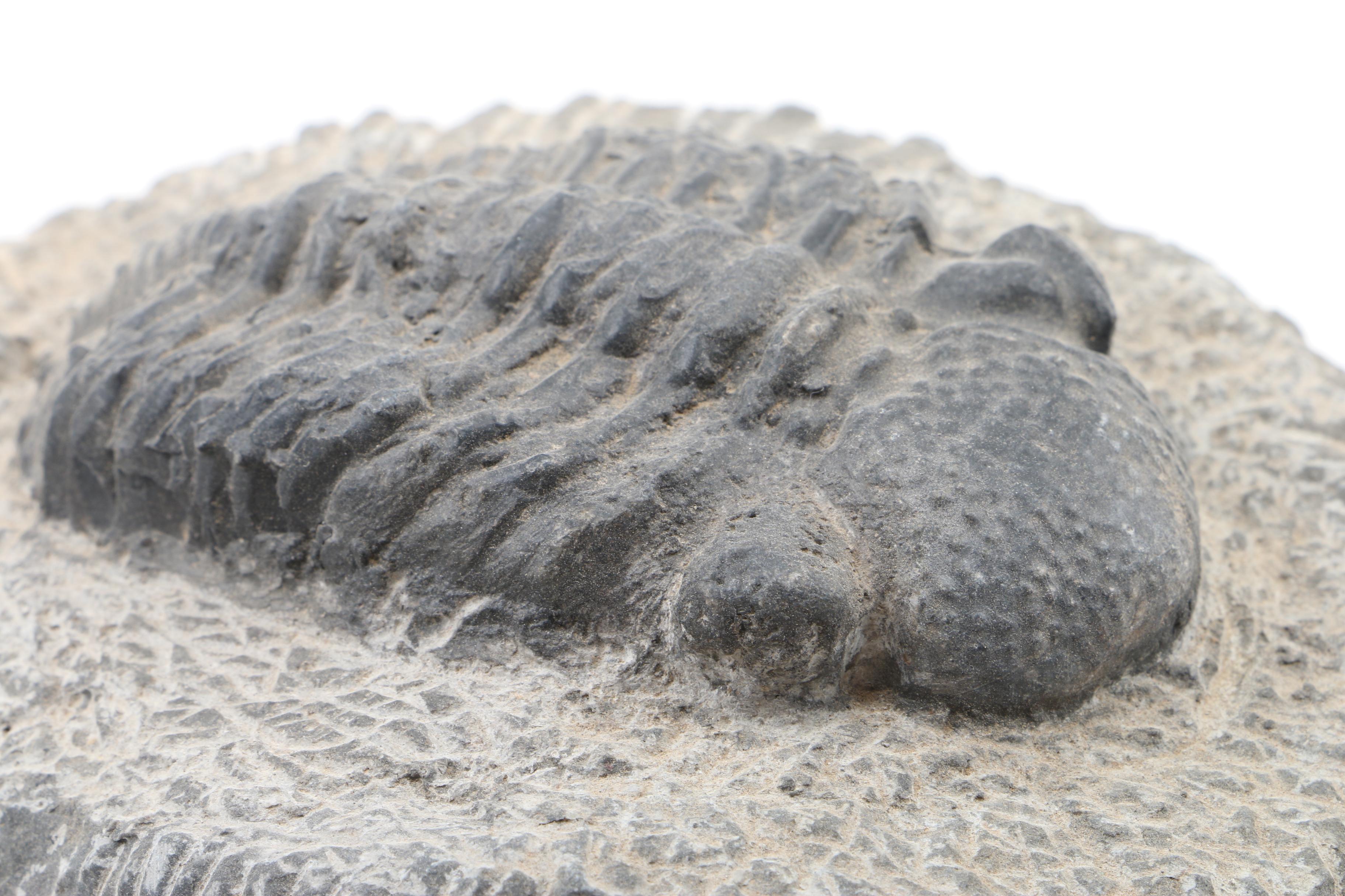 Composite Trilobite Specimen
