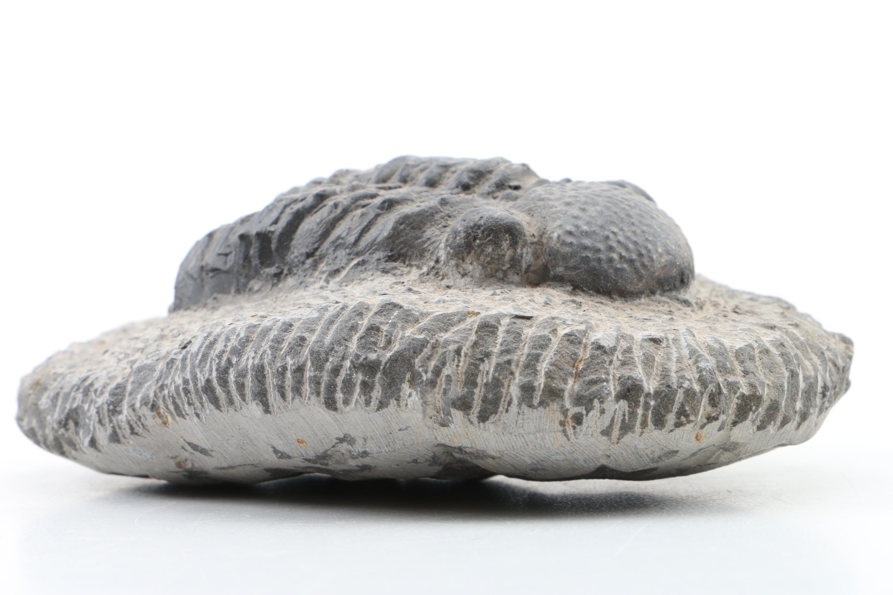 Composite Trilobite Specimen