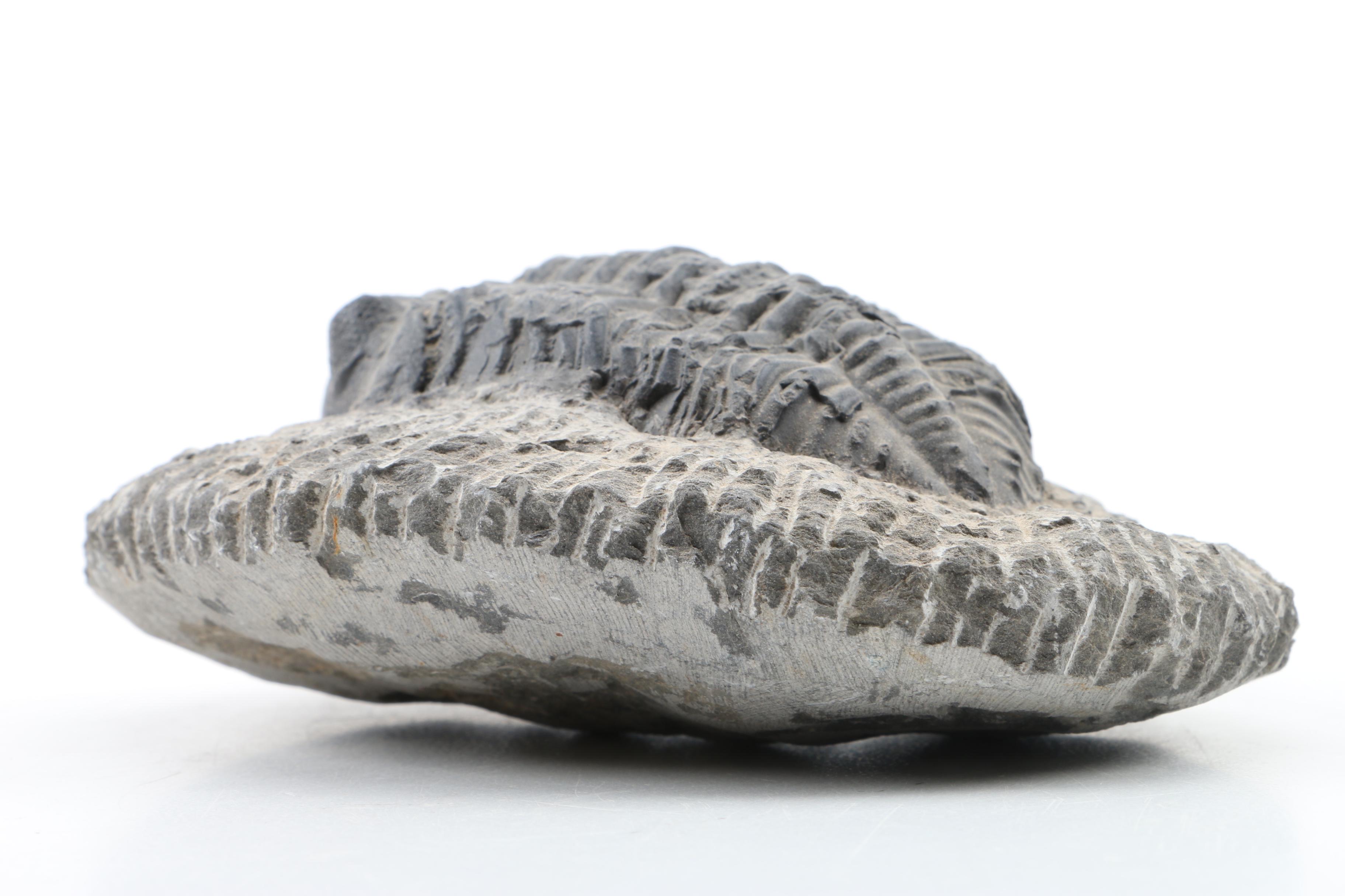 Composite Trilobite Specimen