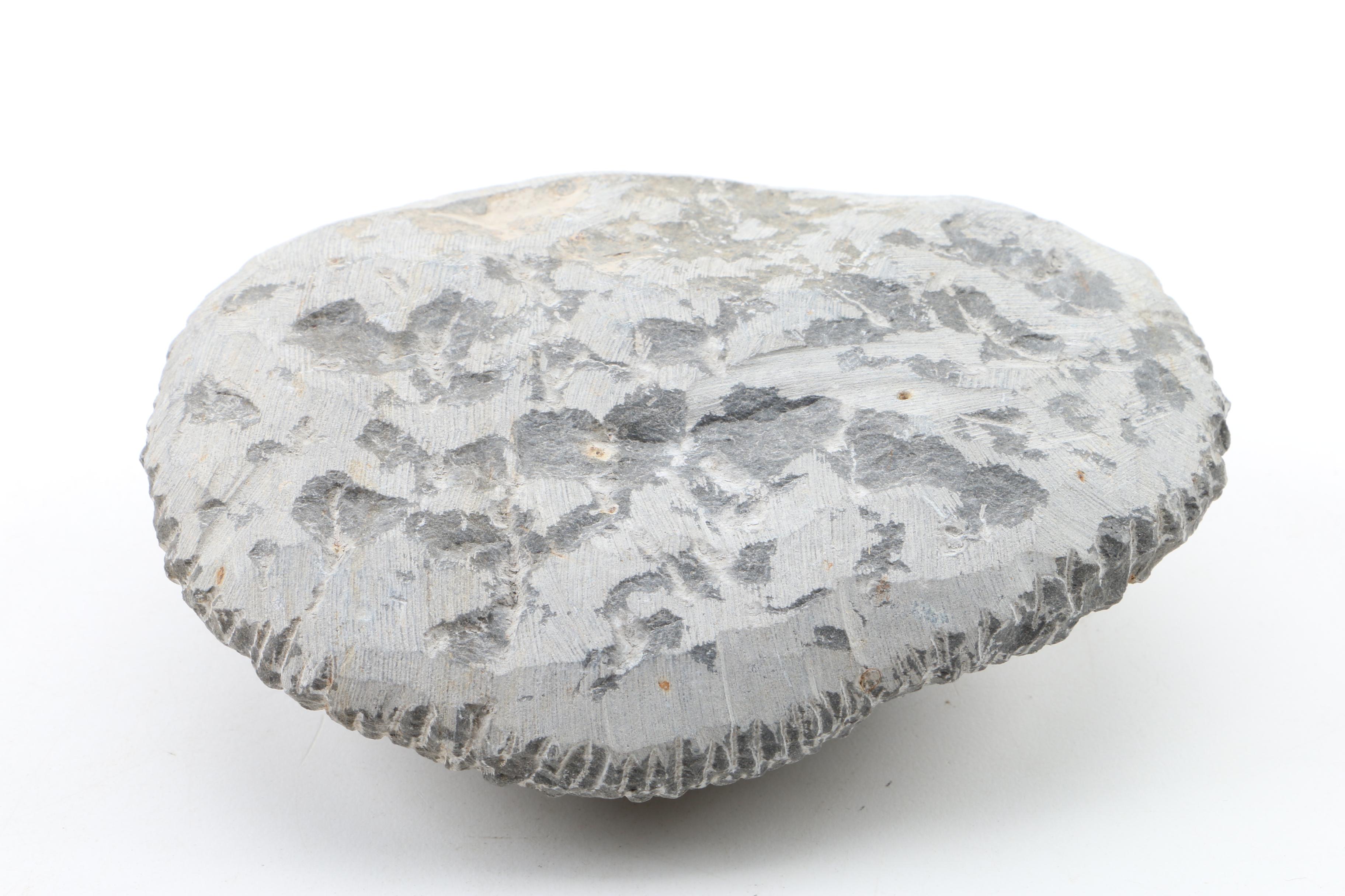 Composite Trilobite Specimen