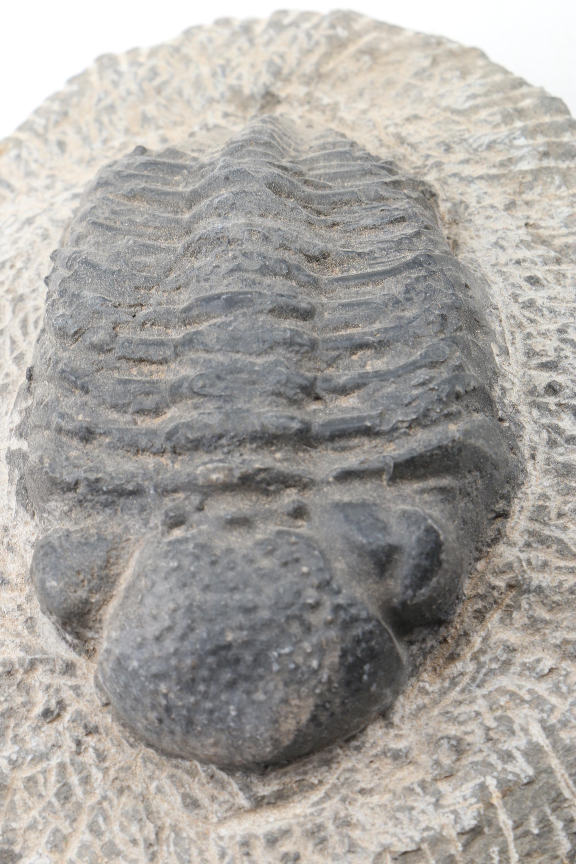 Composite Trilobite Specimen