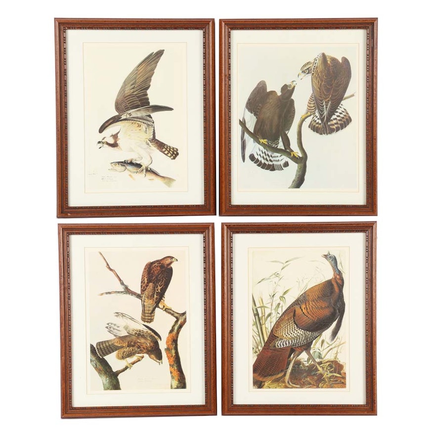 Vintage Wildlife Offset Lithographs After James Audubon