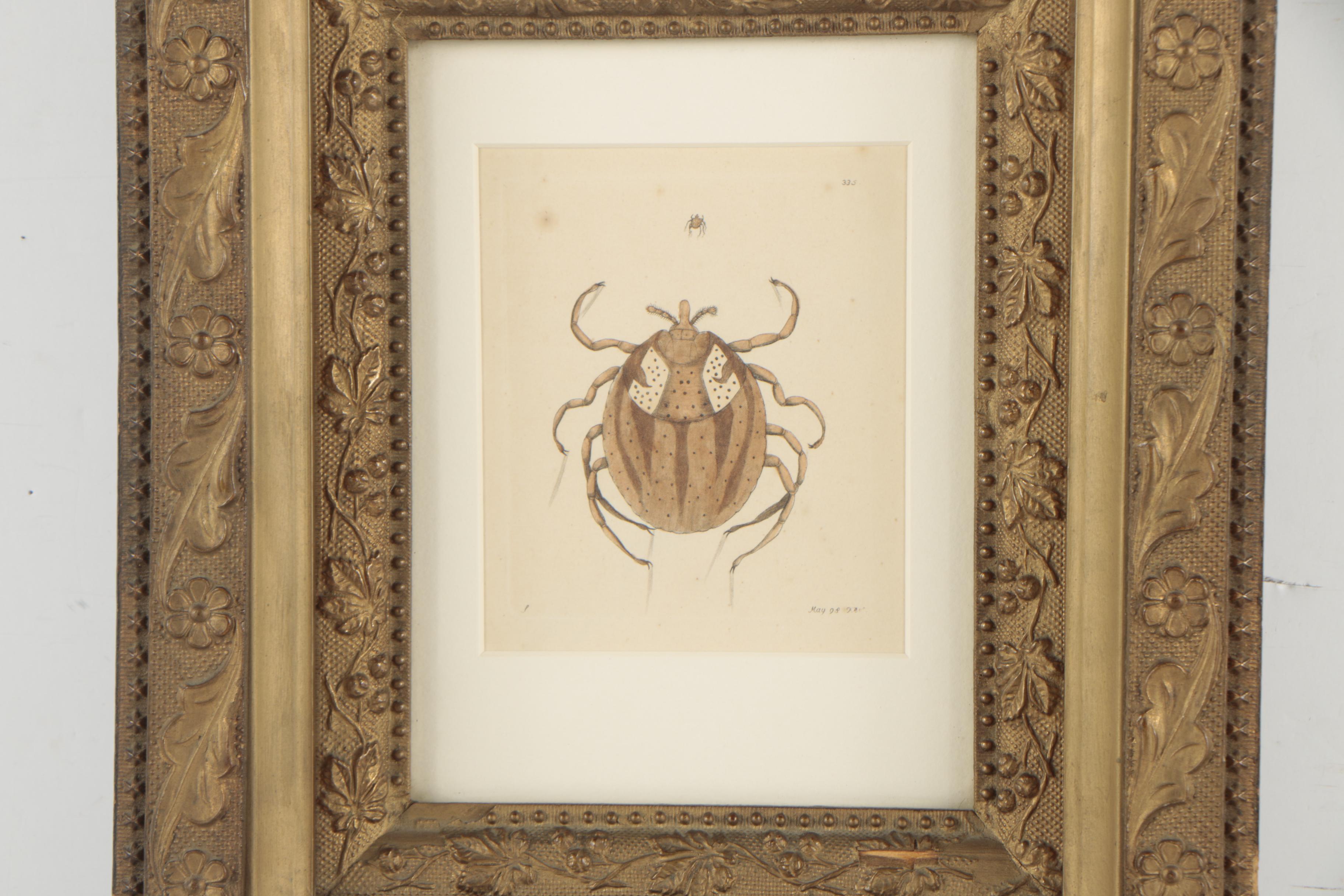 George Shaw and Frederick Nodder Hand-Colored Engraving "Lozenge acarus"