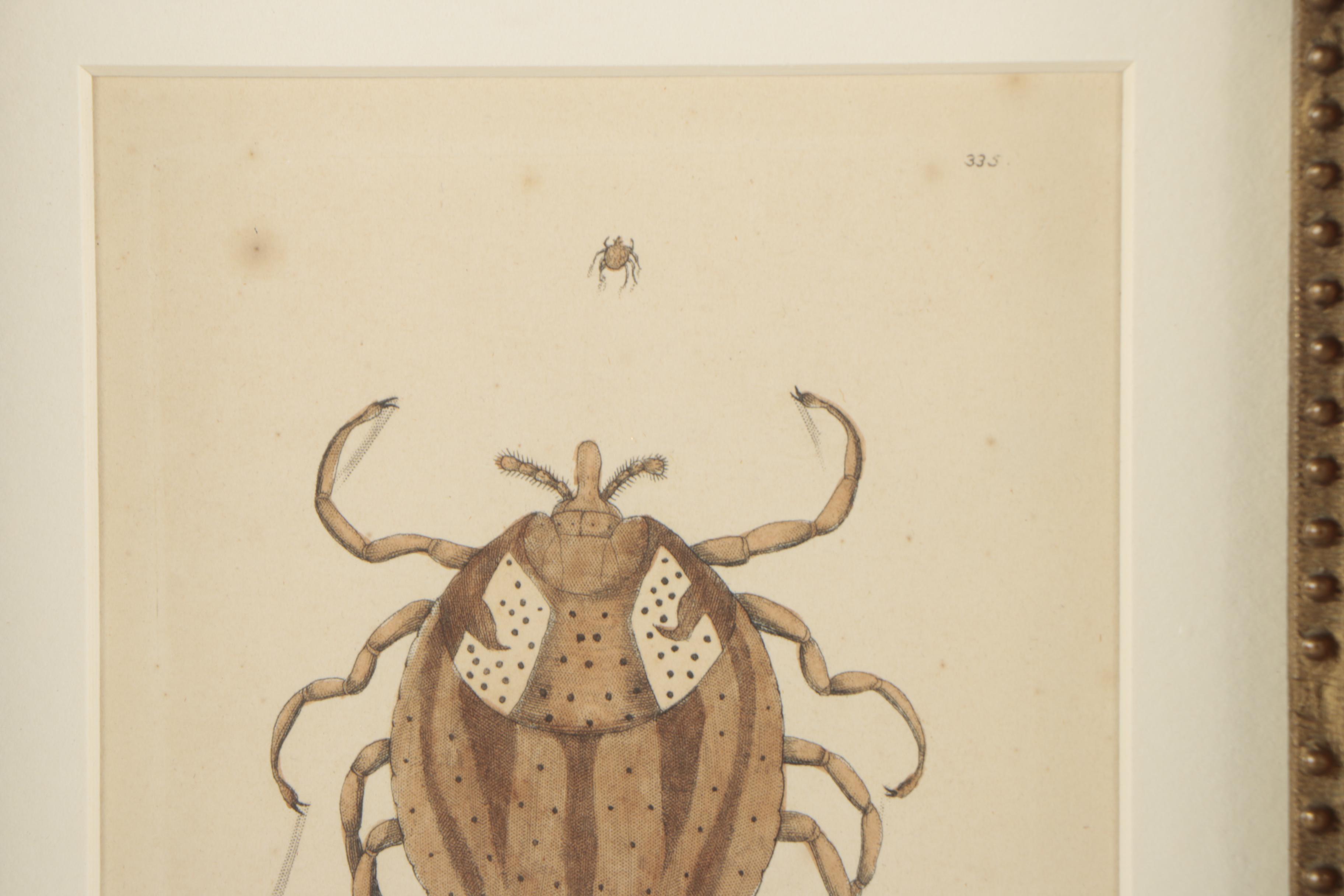 George Shaw and Frederick Nodder Hand-Colored Engraving "Lozenge acarus"