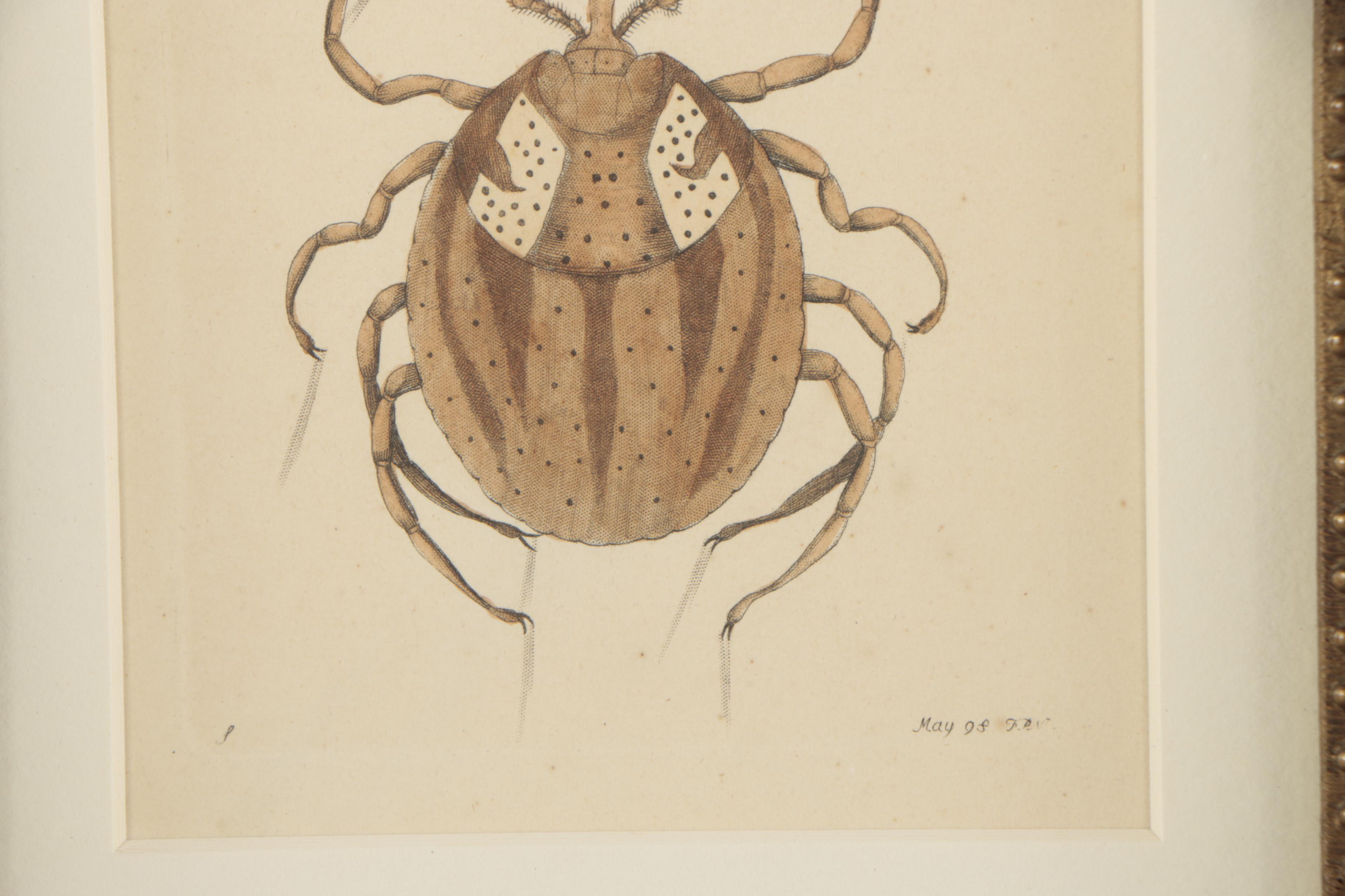 George Shaw and Frederick Nodder Hand-Colored Engraving "Lozenge acarus"