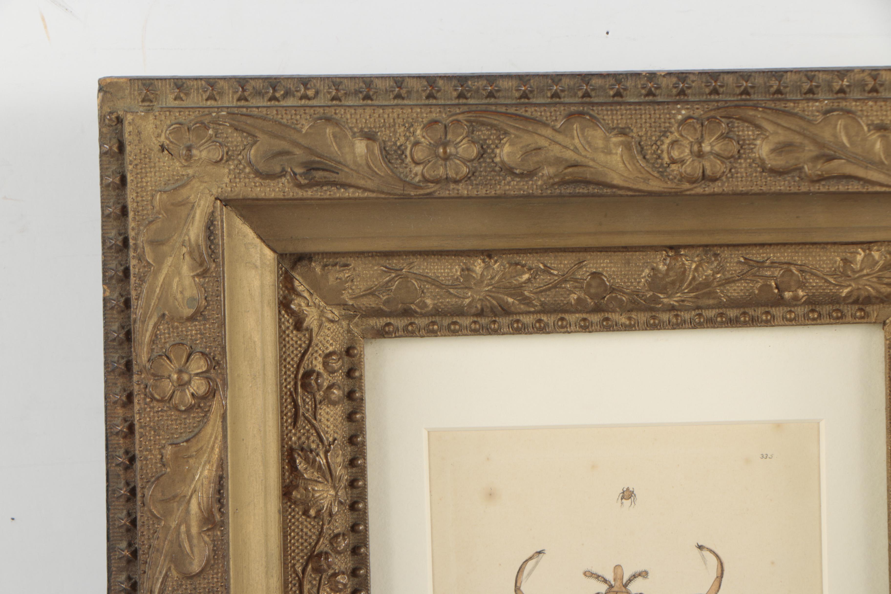 George Shaw and Frederick Nodder Hand-Colored Engraving "Lozenge acarus"