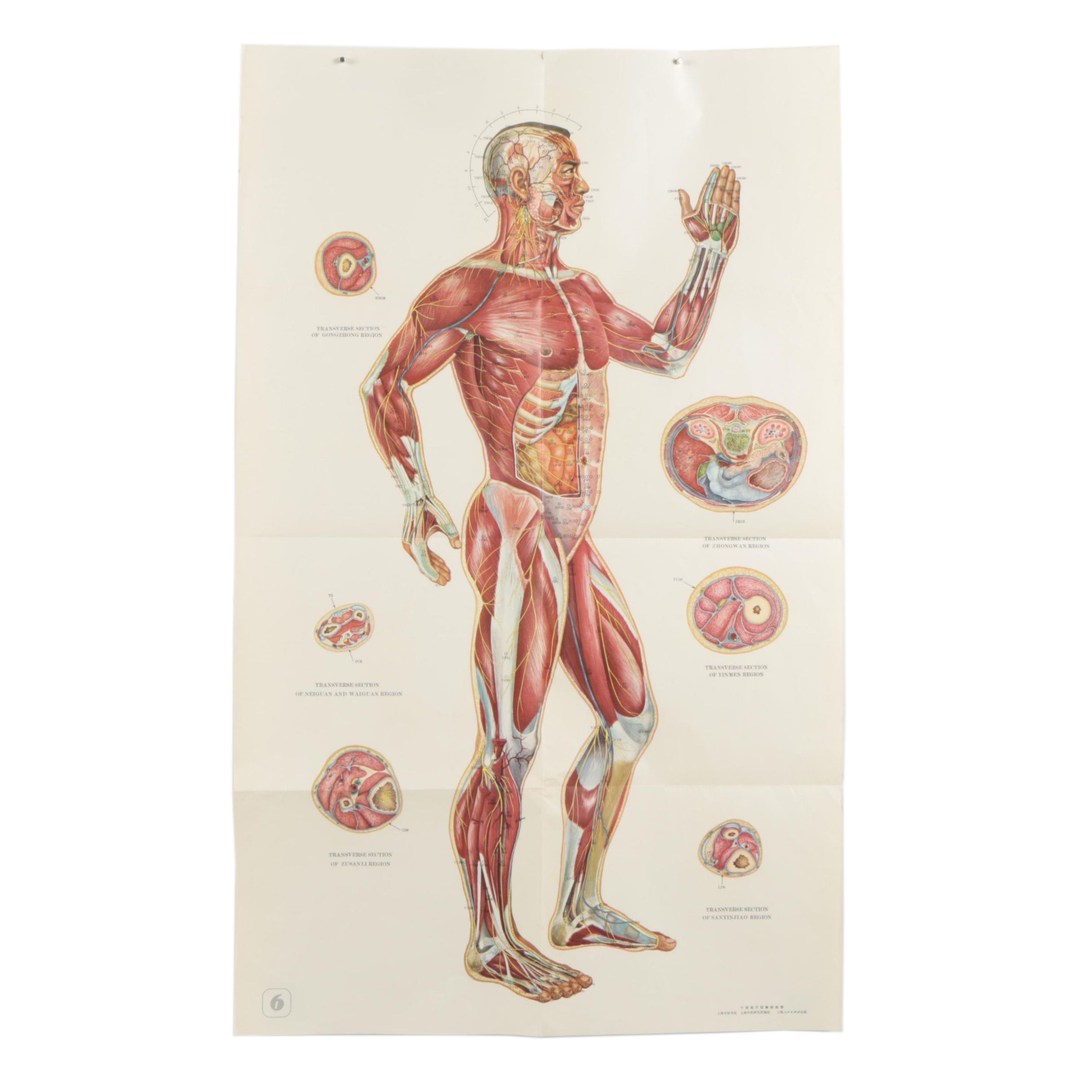 Offset Lithograph Poster of Anatomical Acupuncture Medical Chart
