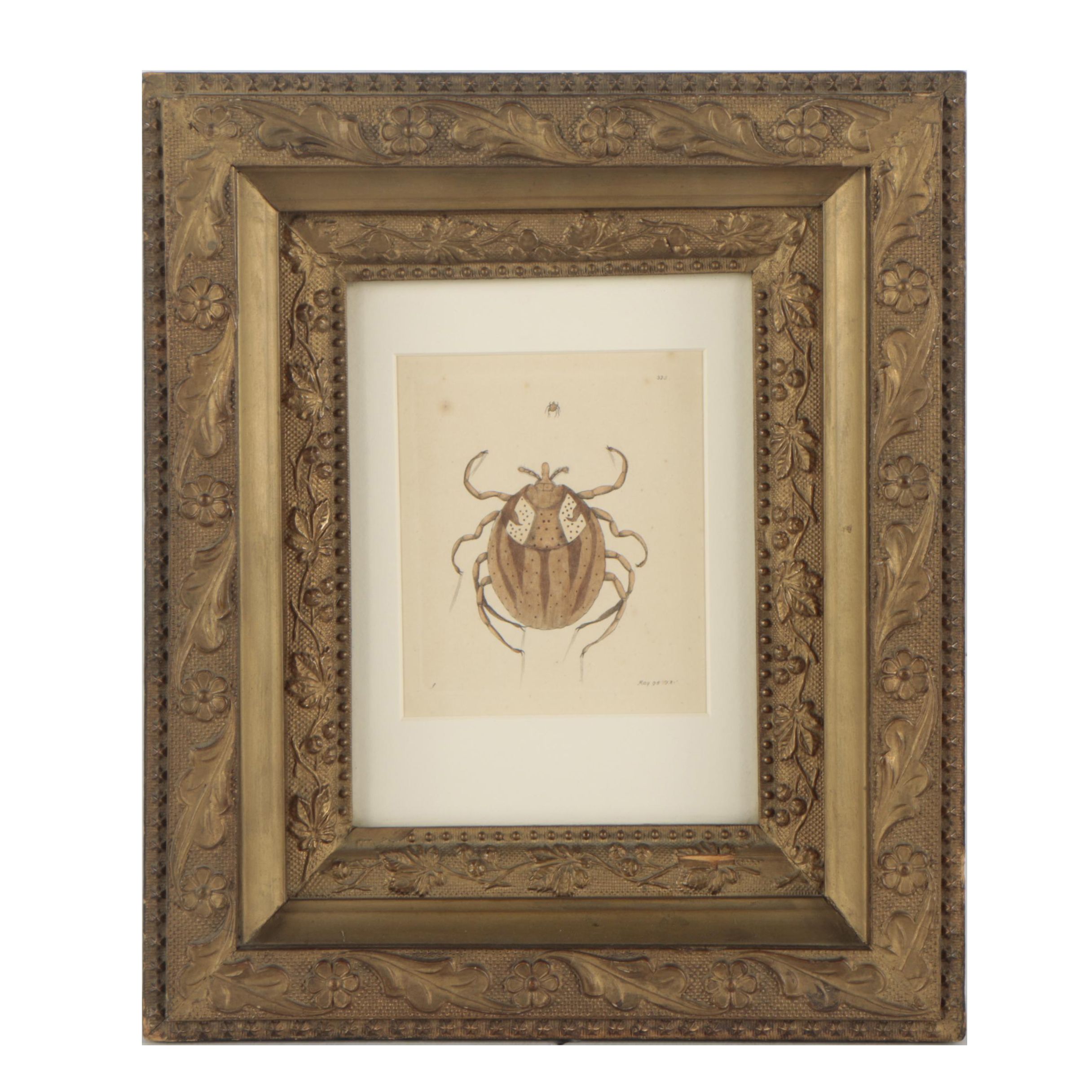 George Shaw and Frederick Nodder Hand-Colored Engraving "Lozenge acarus"