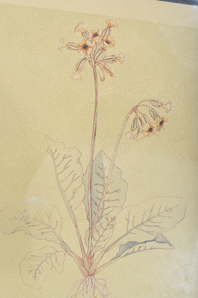 E. DeShon Douglas Limited Edition Etching "Cowslip"