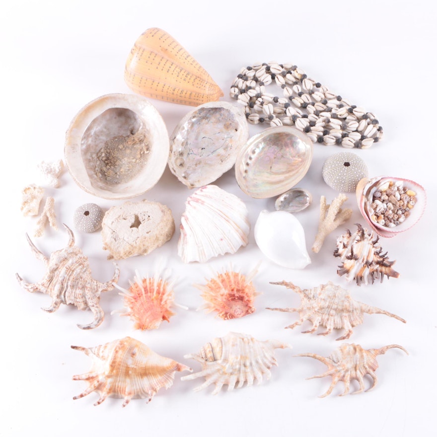 Recent Marine Fossil Specimens