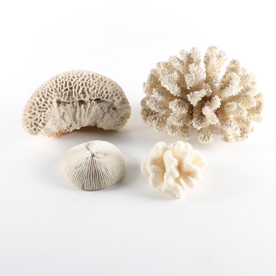 Recent Scleractinian Coral Specimens