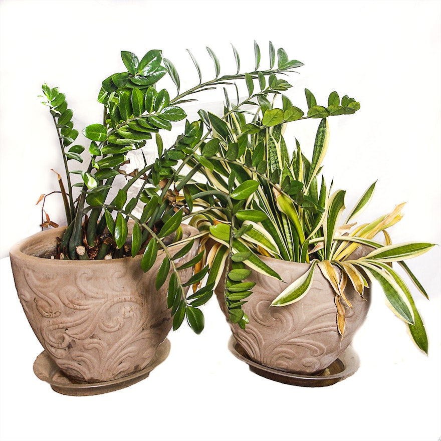 Terracotta Planters with Live Plants