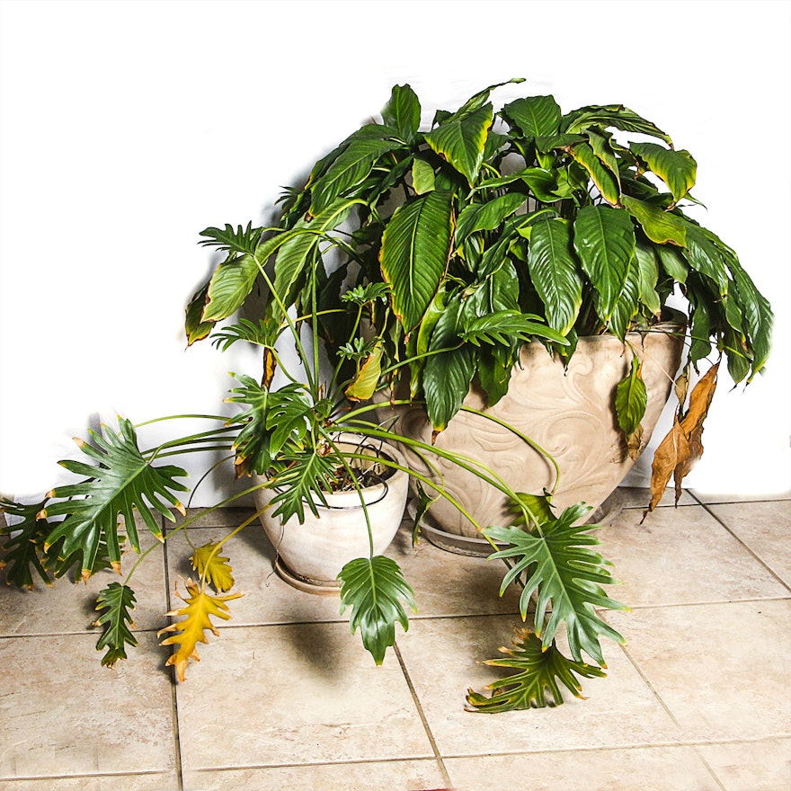 Tropical House Plants in Ceramic Pots