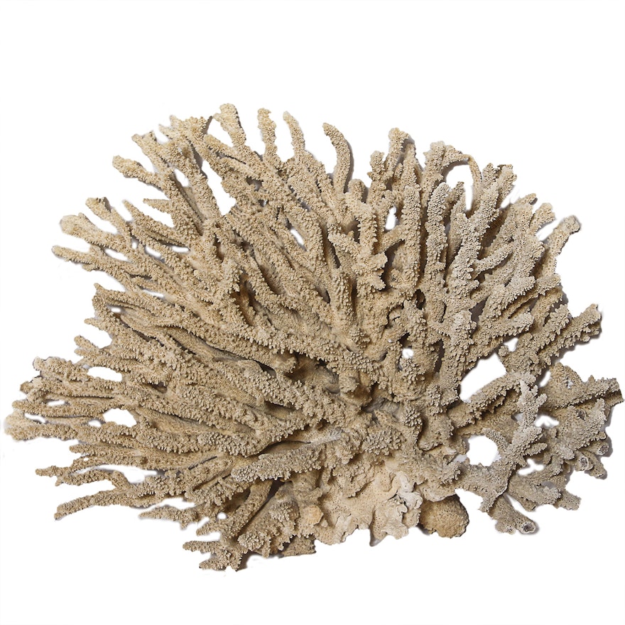 Recent Scleractinian Coral Specimen