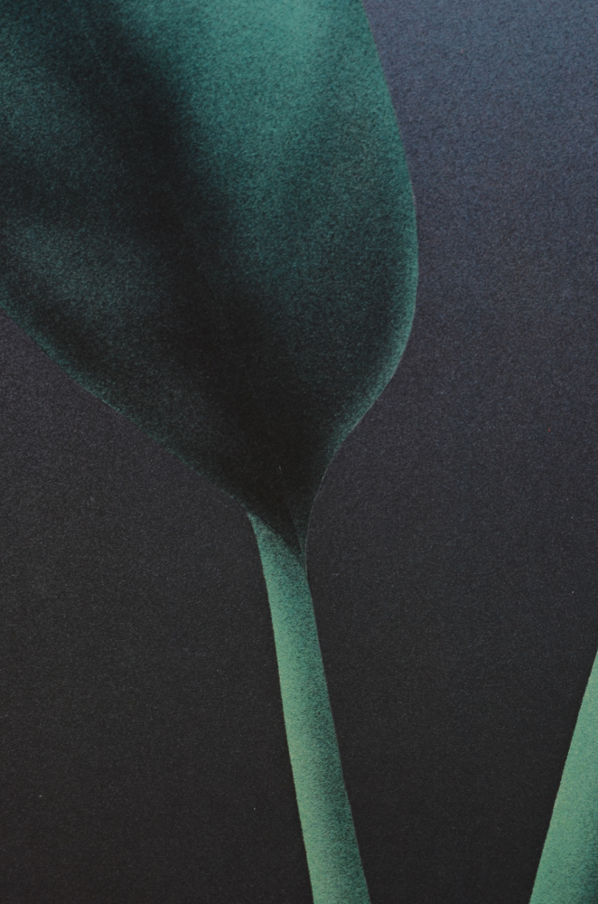 William Todd Haile Signed Botanical Prints