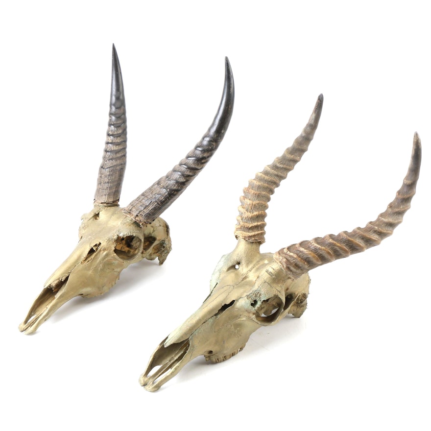 Recent Antelope Skulls