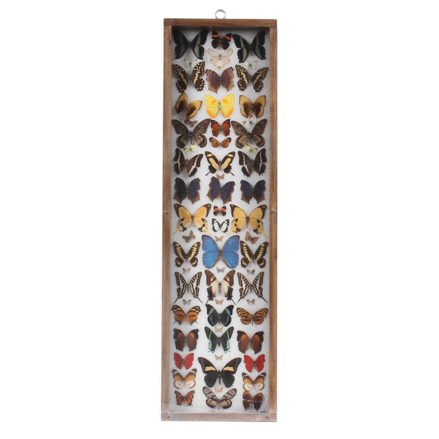 Framed Butterfly and Moth Specimens