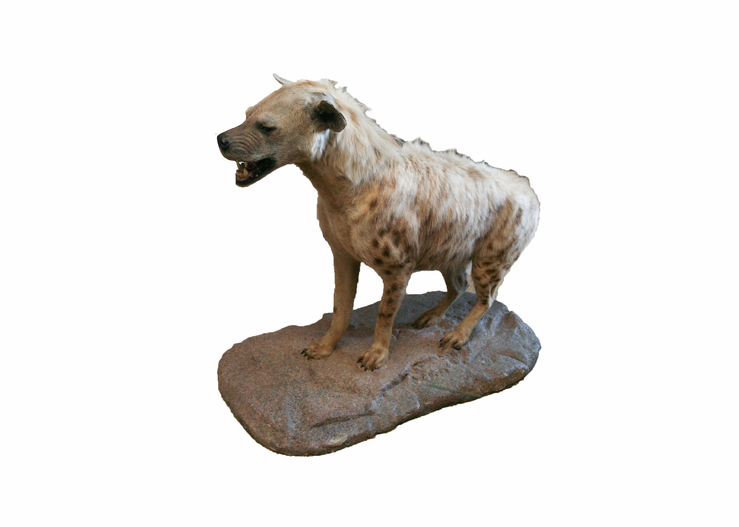 Spotted Hyena Taxidermy Specimen