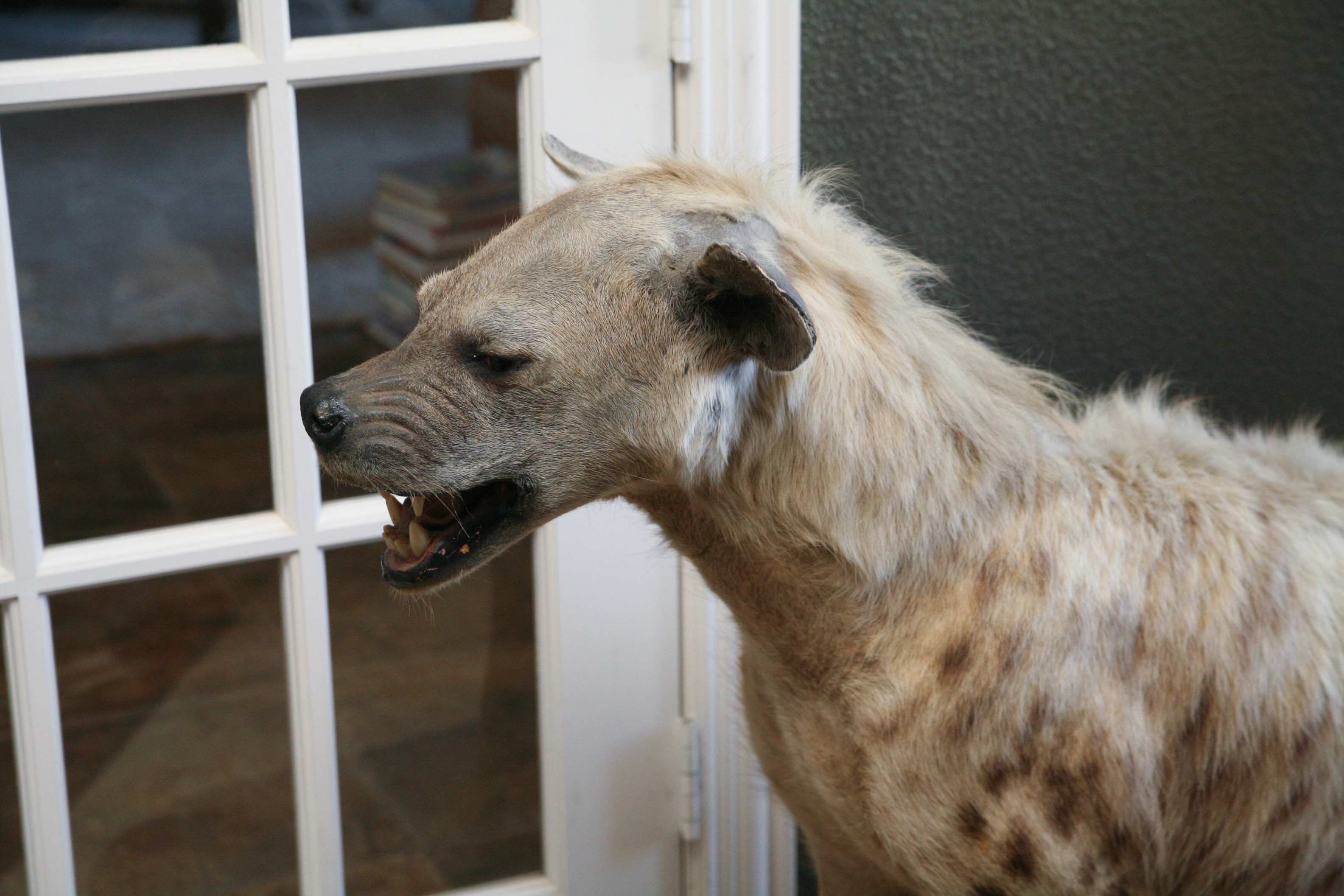 Spotted Hyena Taxidermy Specimen